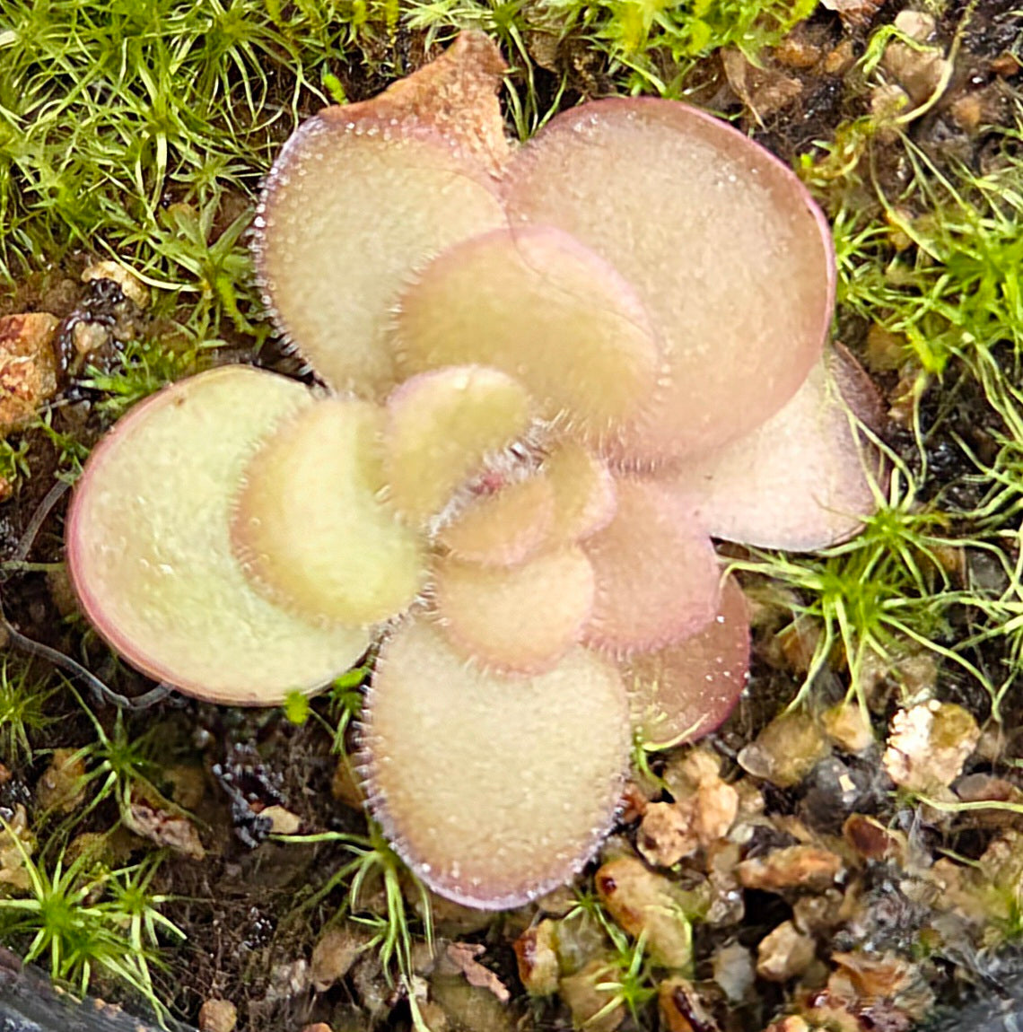 Pinguicula laueana x 'Sethos'