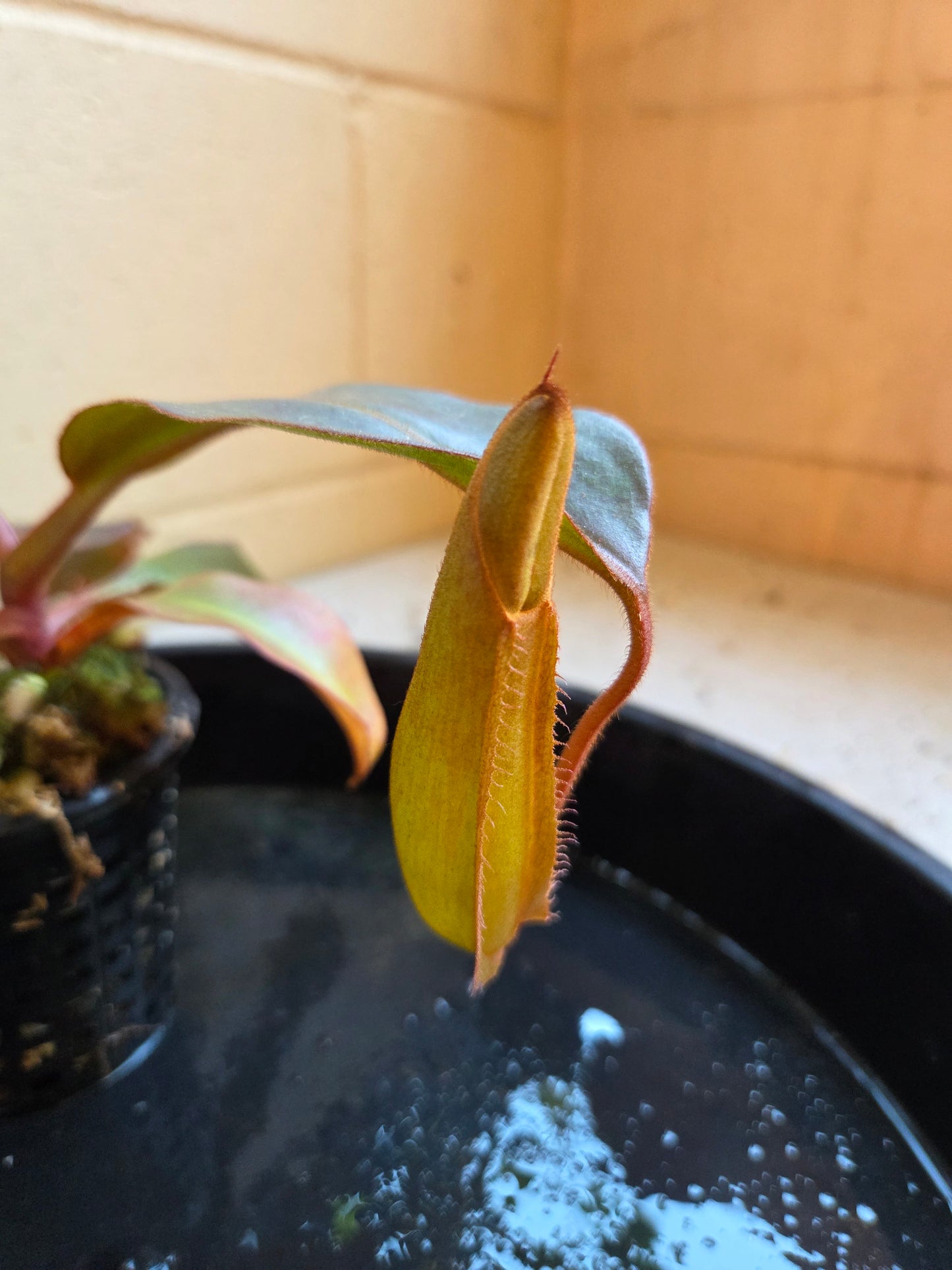 Nepenthes NOID