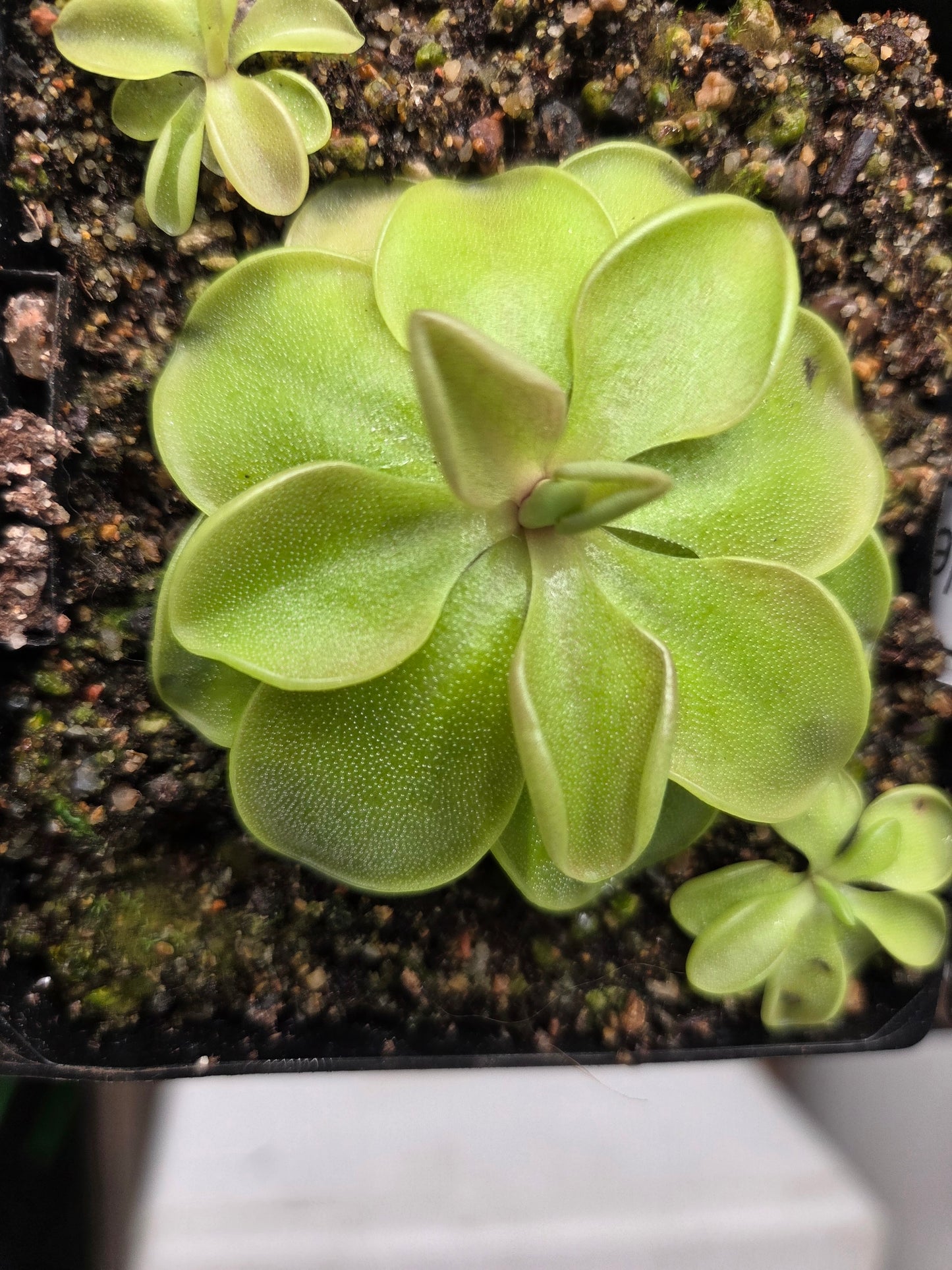 Pinguicula emarginata x 'Weser' (Small)