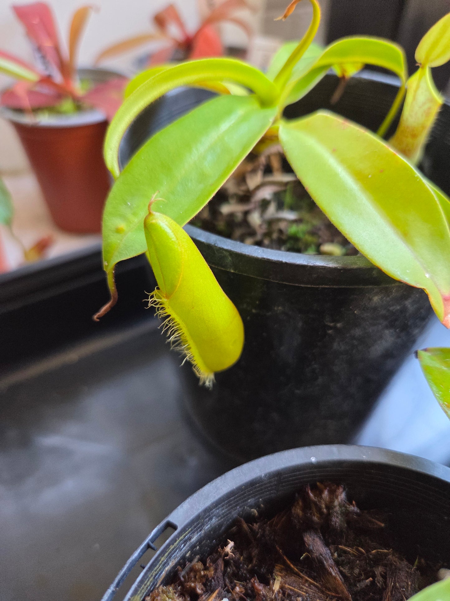 Nepenthes 'Louisa'