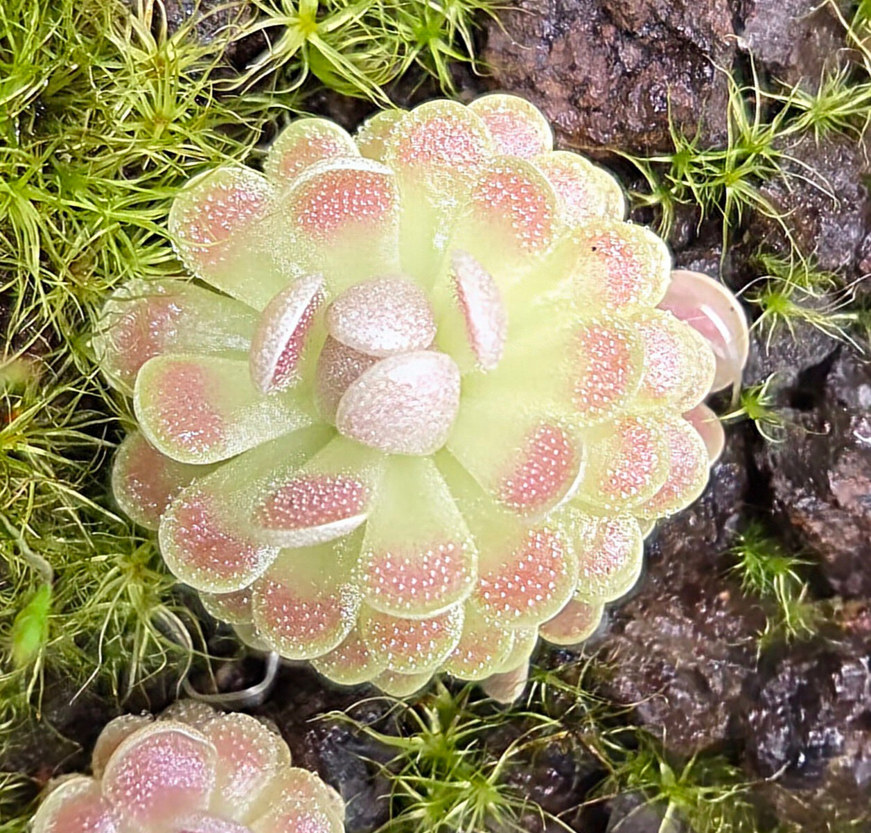 Pinguicula 'Florian'