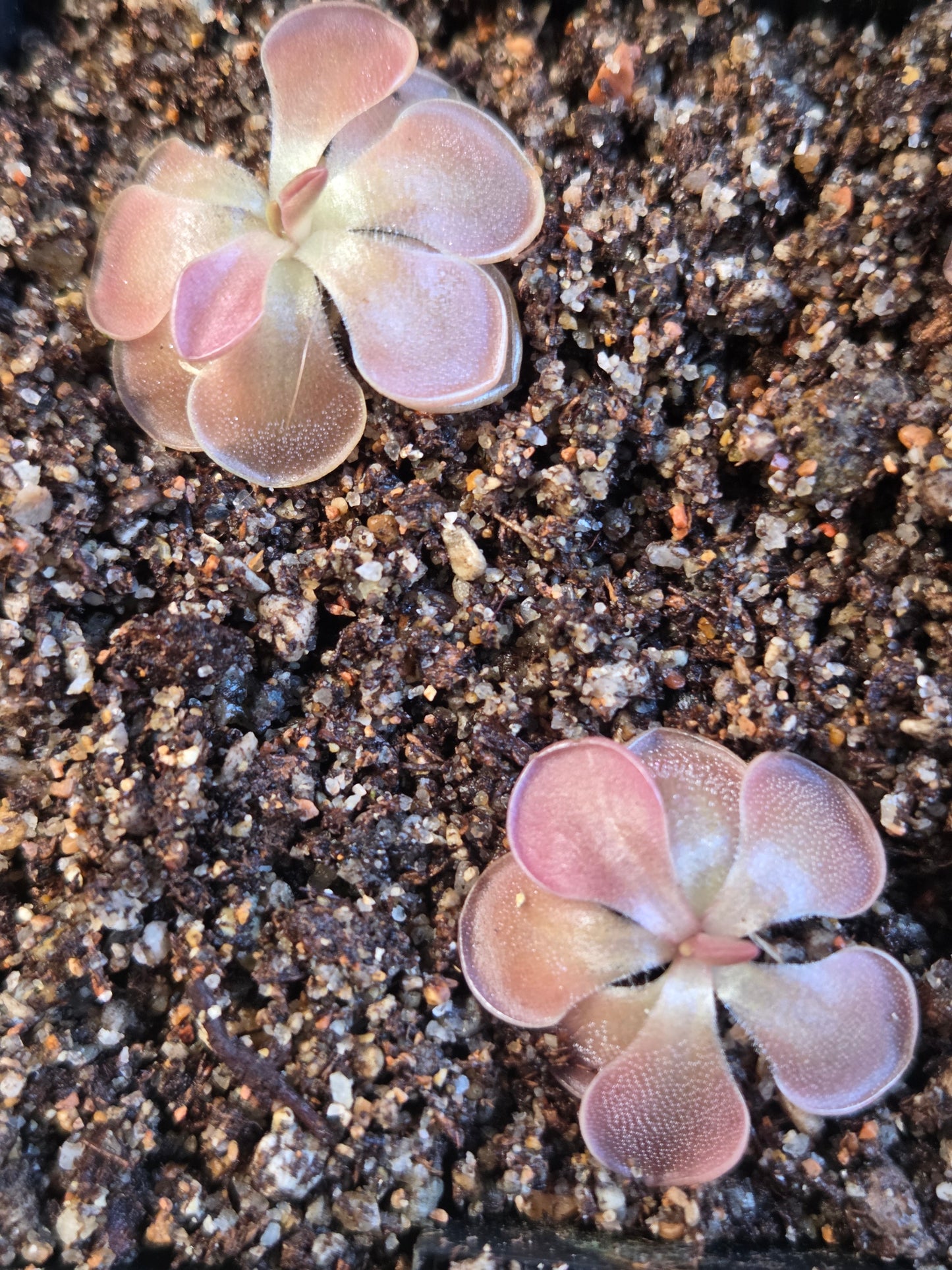 Pinguicula moranensis 'Kirkbright' (Small)
