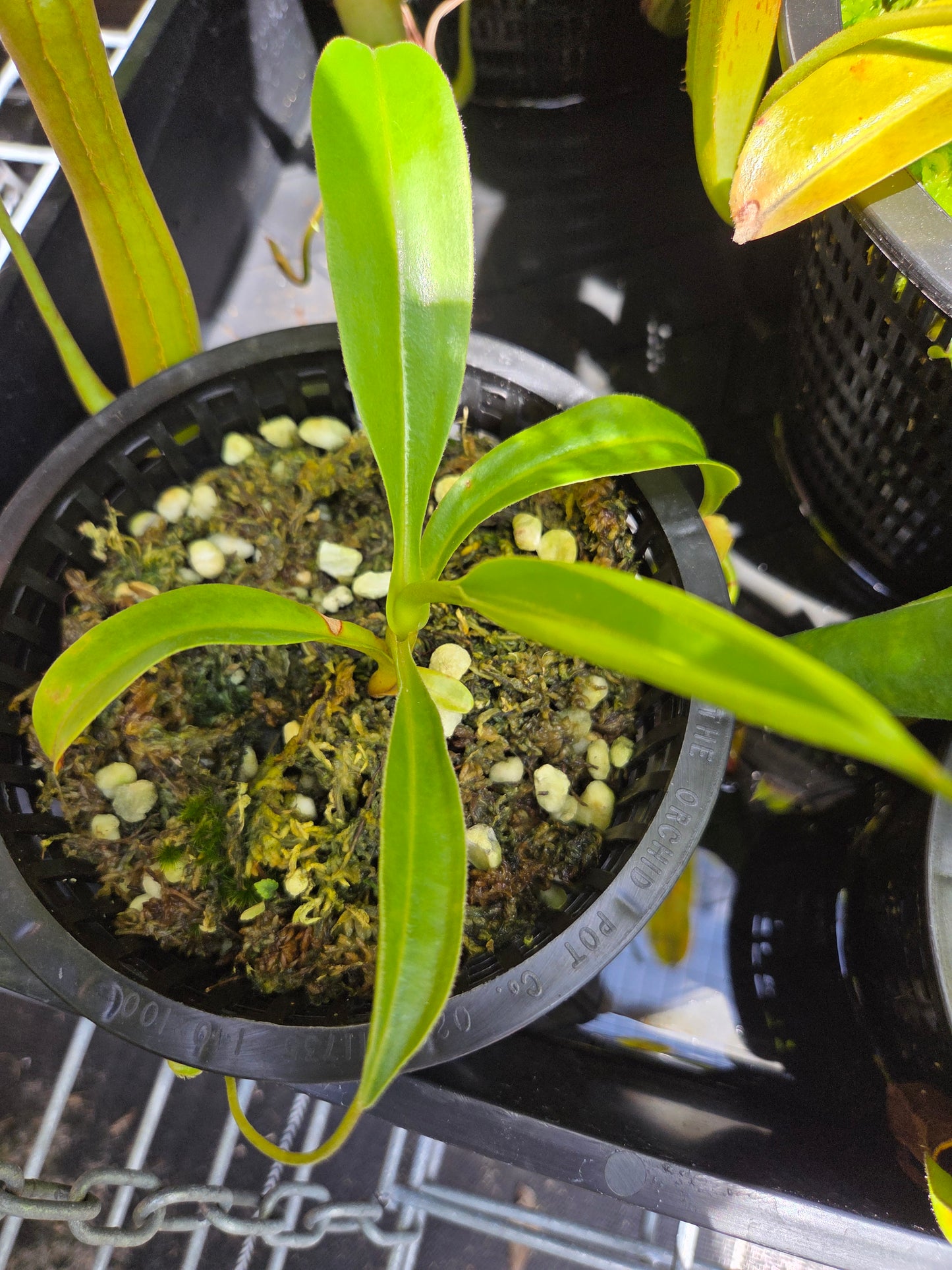 Nepenthes 'Lady Pauline'