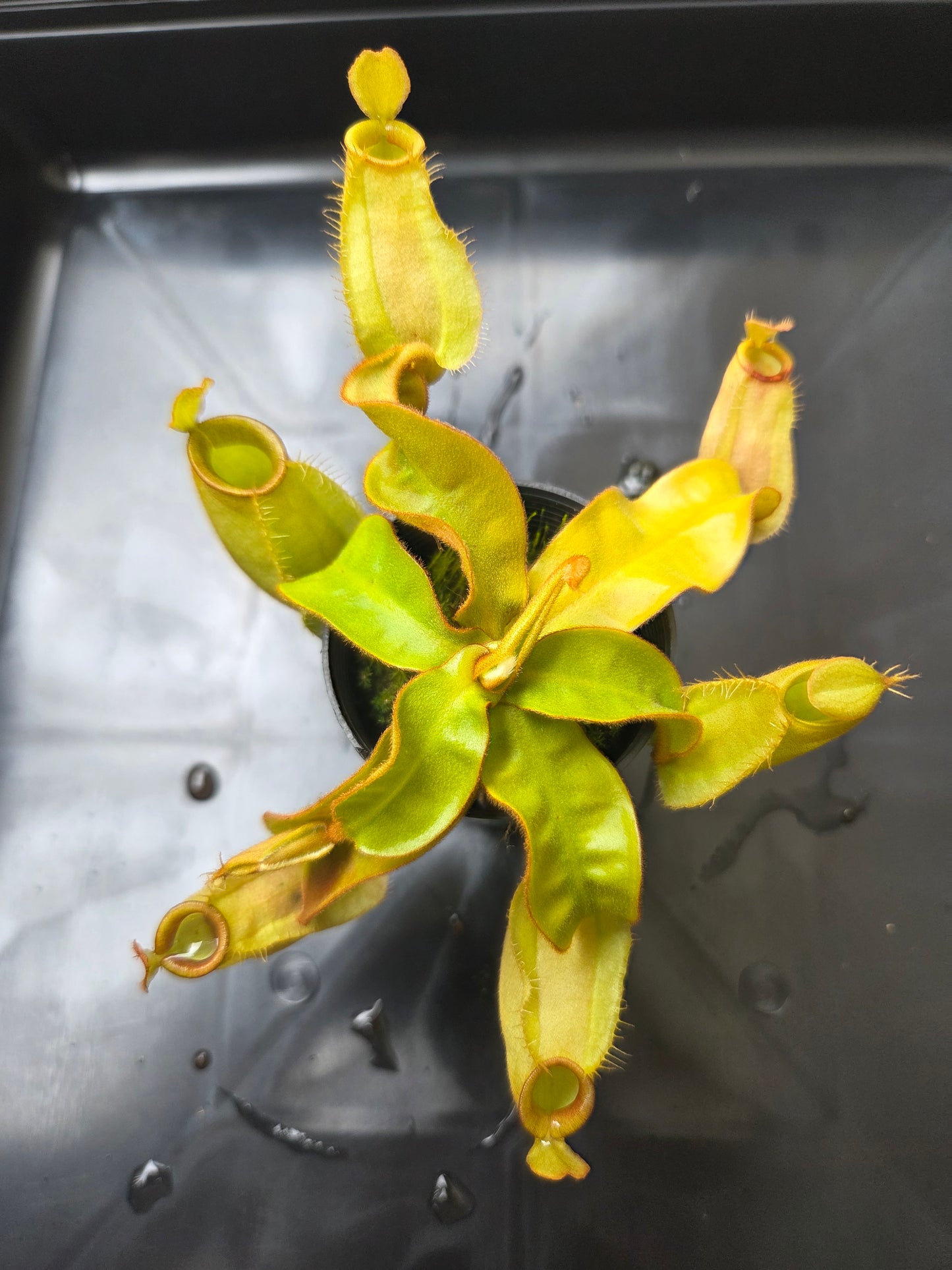 Nepenthes ampullaria "Green"