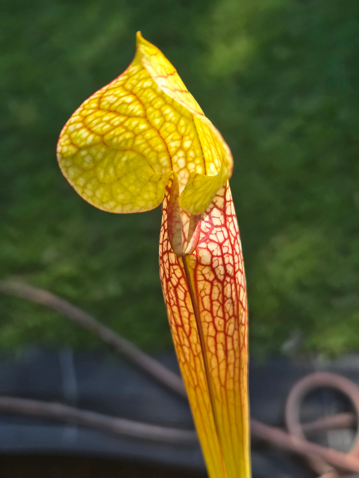 Sarracenia x Wrigleyana