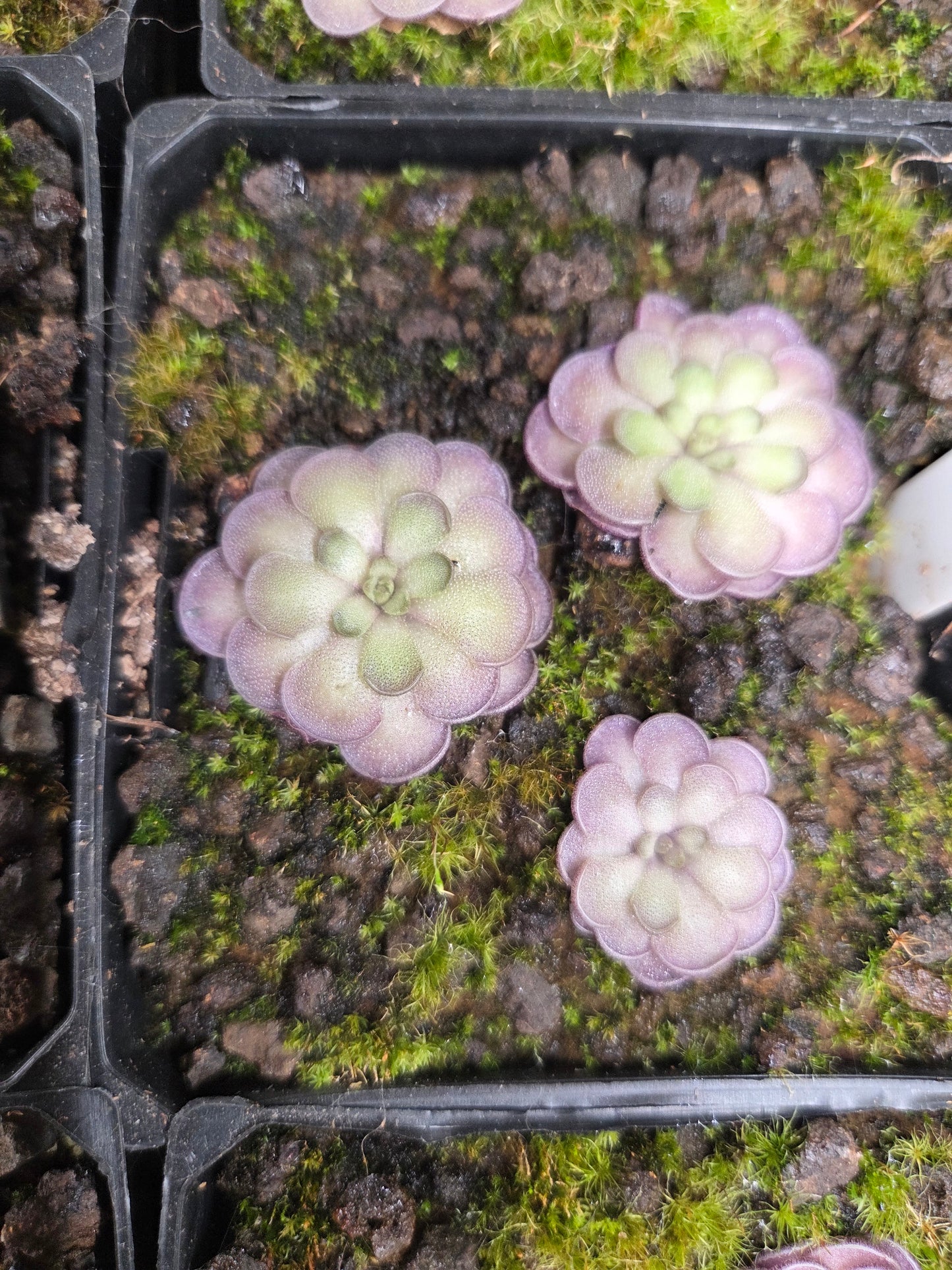 Pinguicula cyclosecta