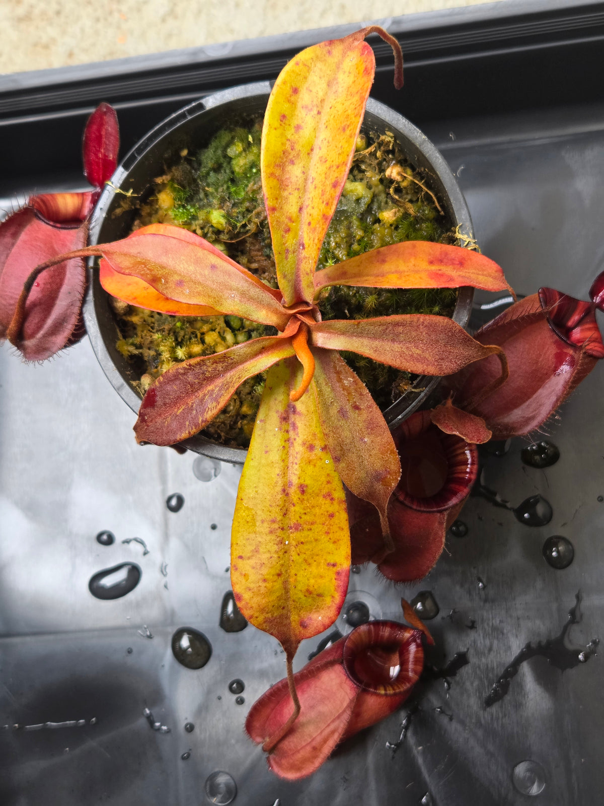 Nepenthes viking x ampullaria 'Black Miracle' - Medium