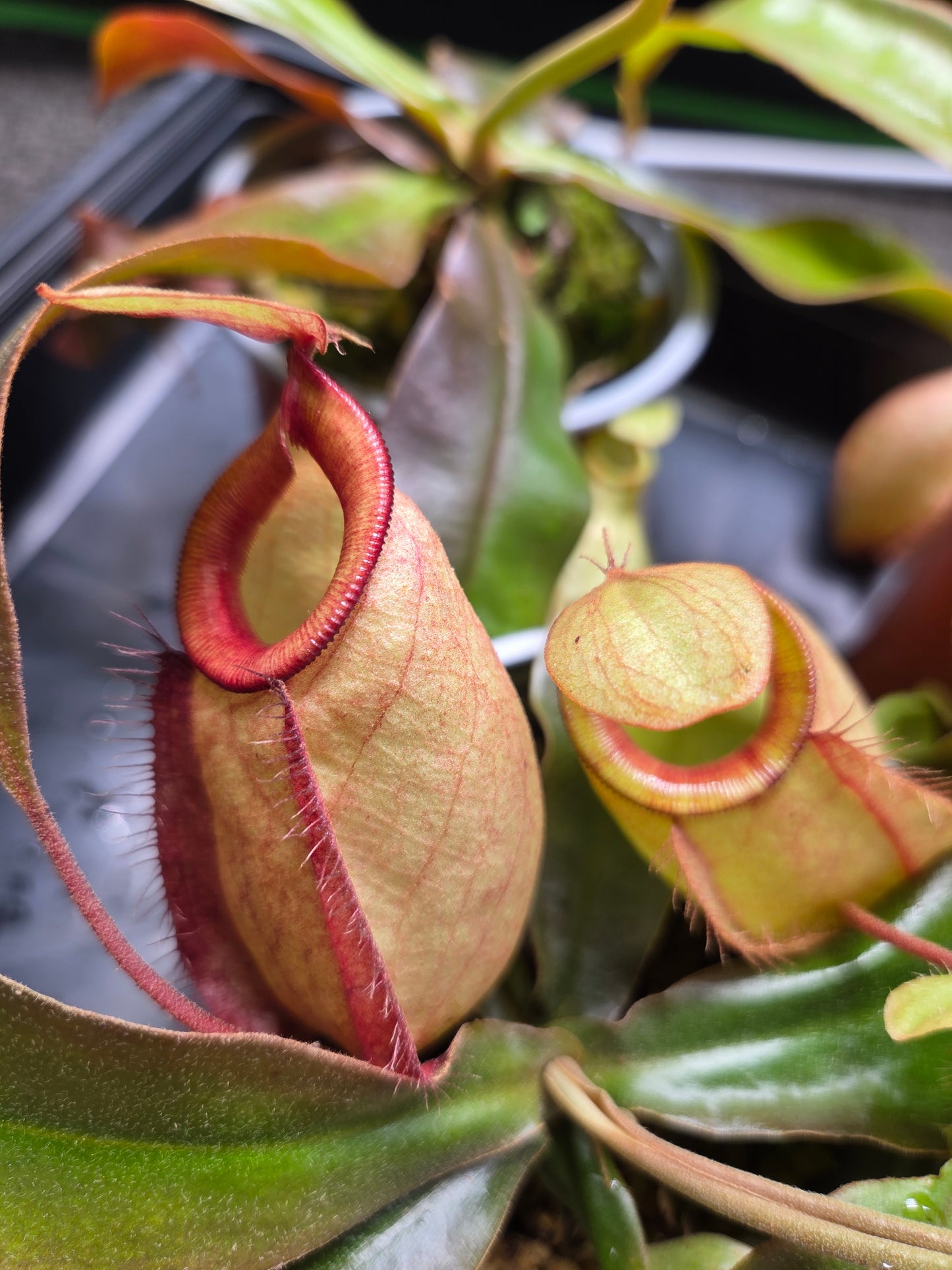 Nepenthes (viking x rafflesiana) x ampullaria
