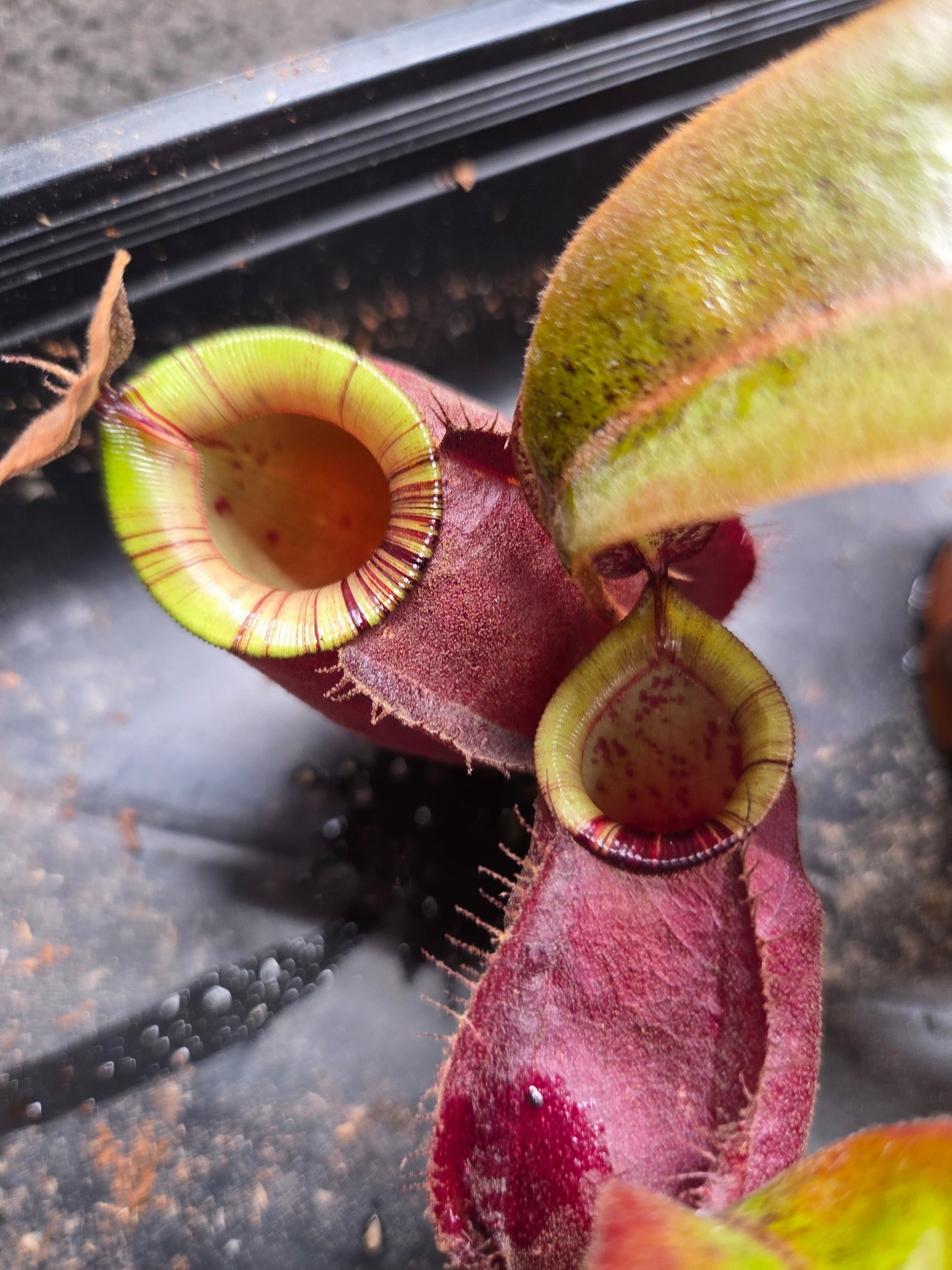 Nepenthes (viking x rafflesiana) x ampullaria