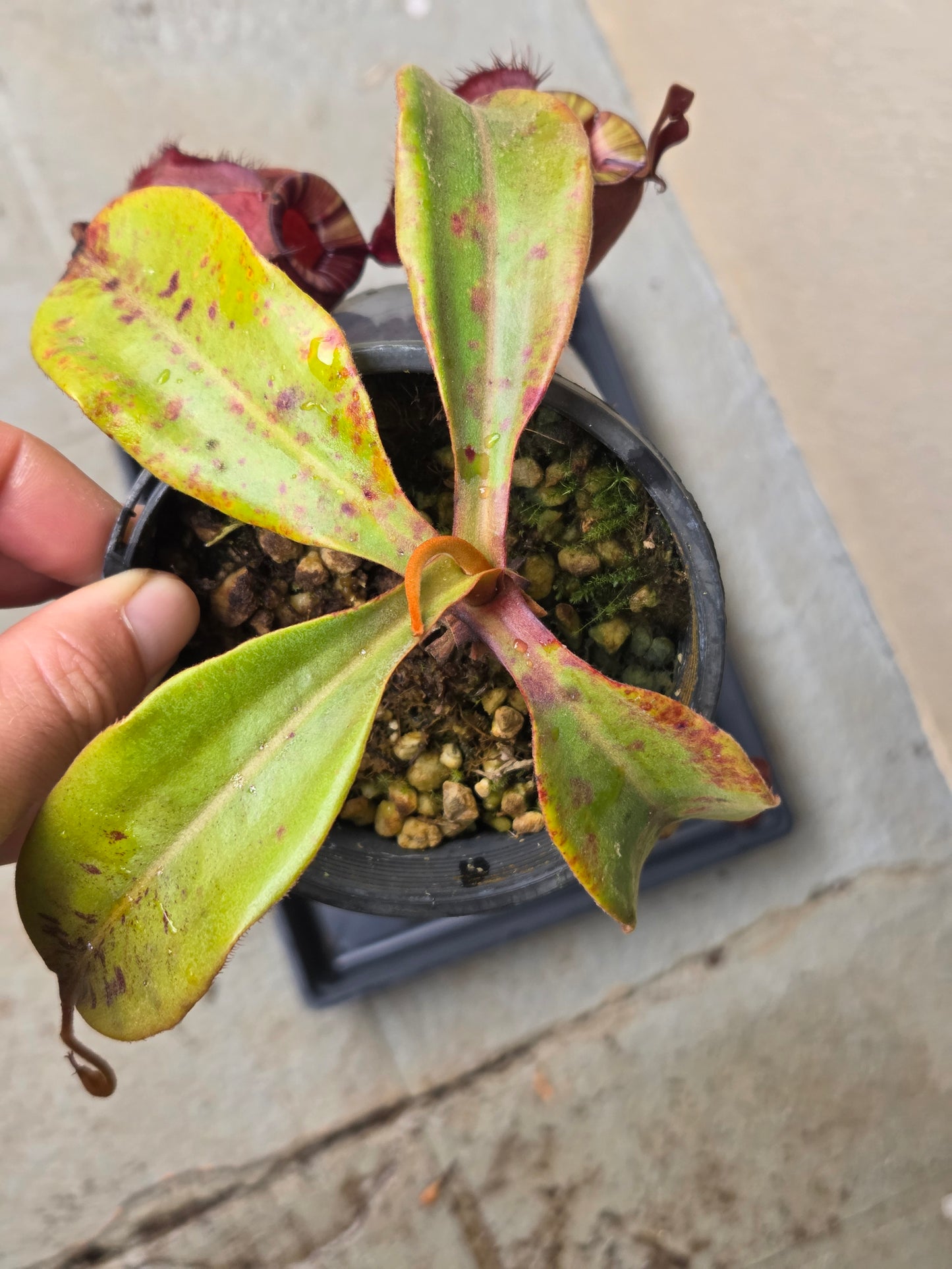 Nepenthes viking x ampullaria 'Black Miracle' - Medium