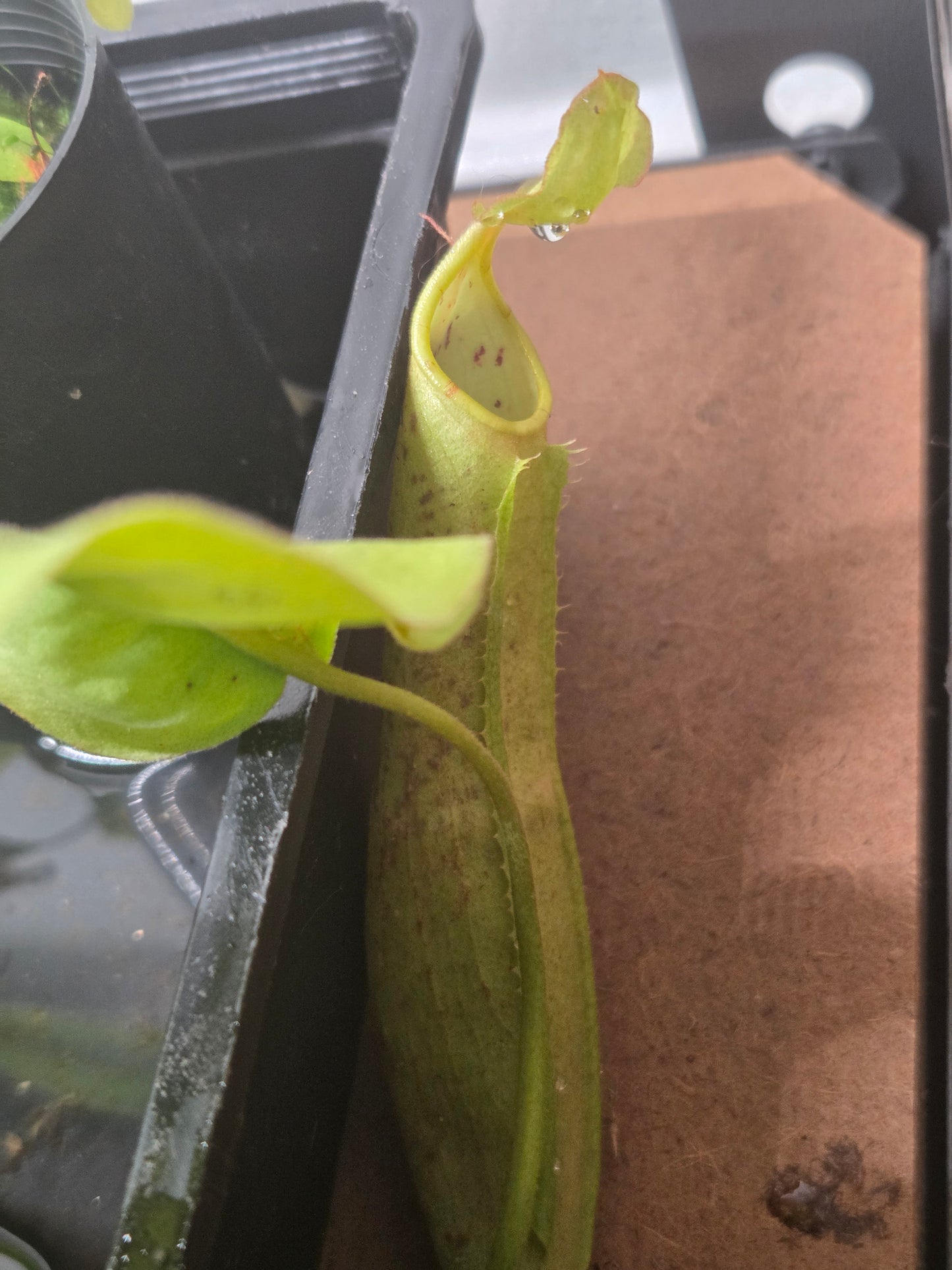 Nepenthes maxima (Green variant)