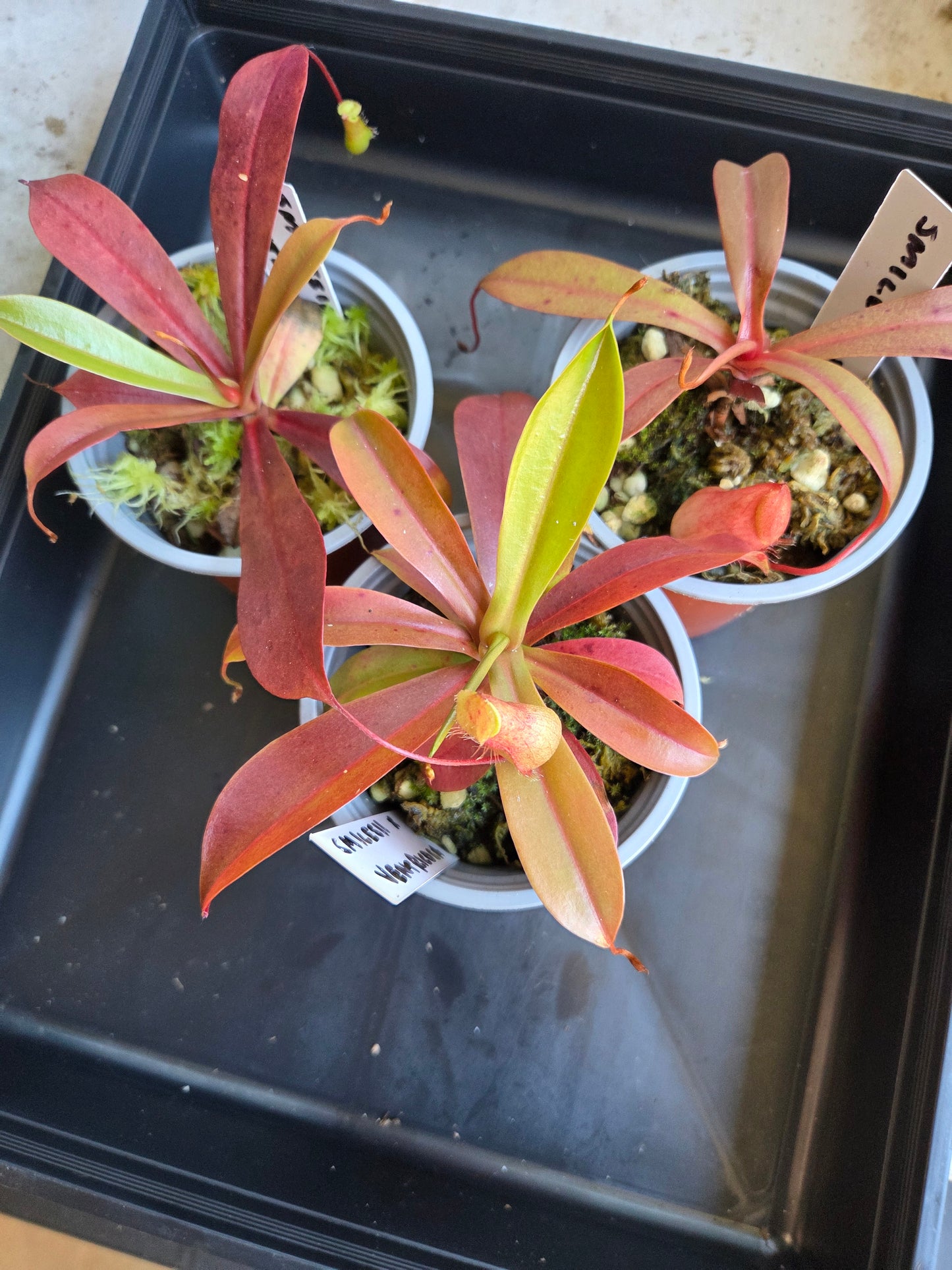 Nepenthes smilesii x ventricosa