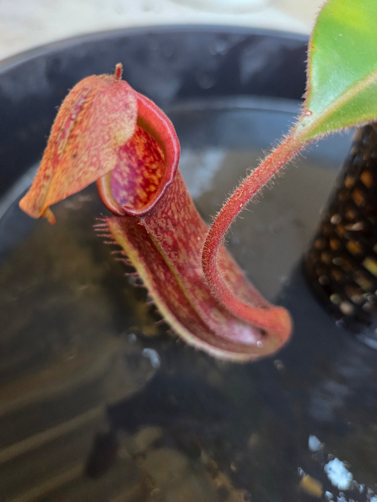 Nepenthes NOID