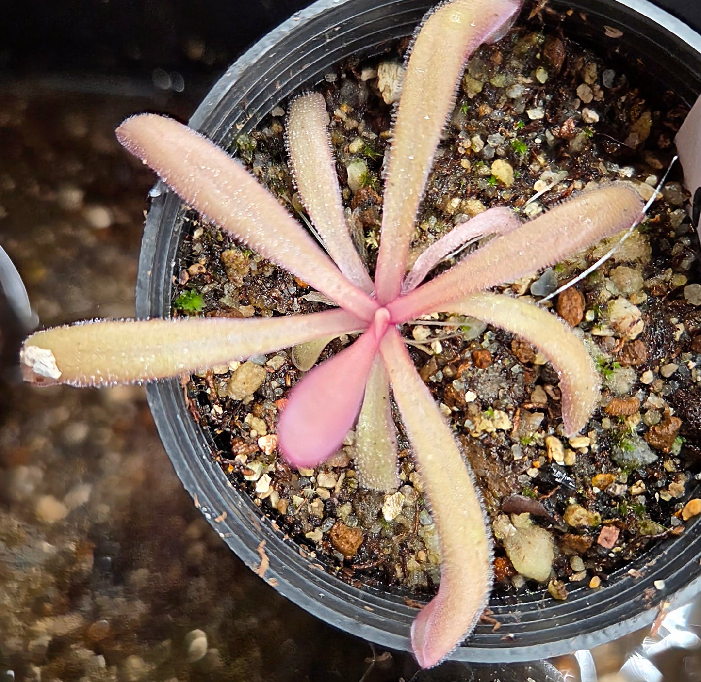 Pinguicula 'Down Under'