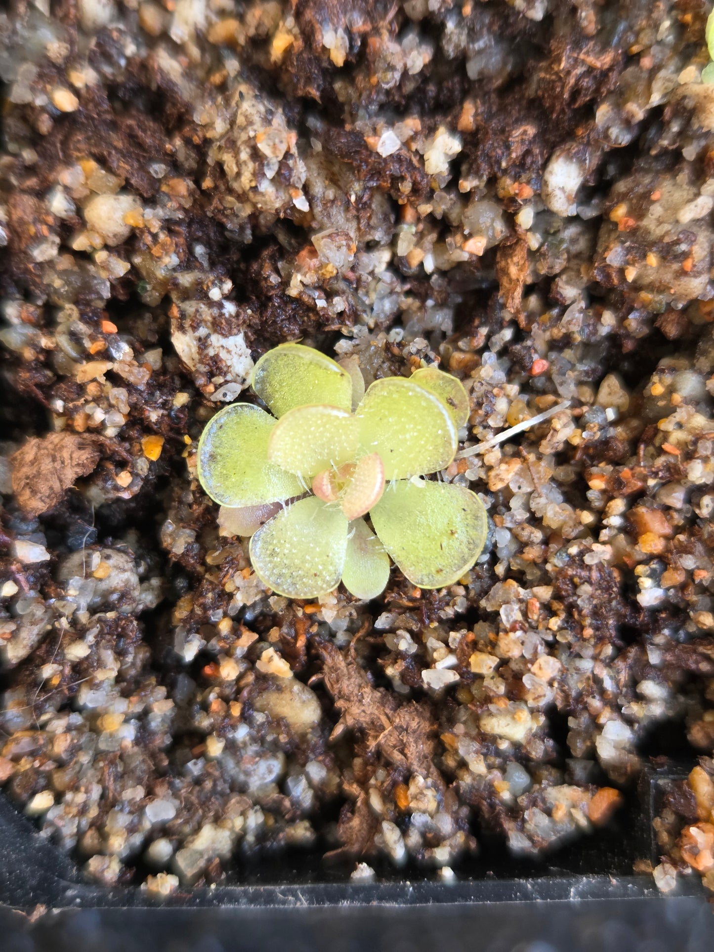 Pinguicula kondoi (Medium)