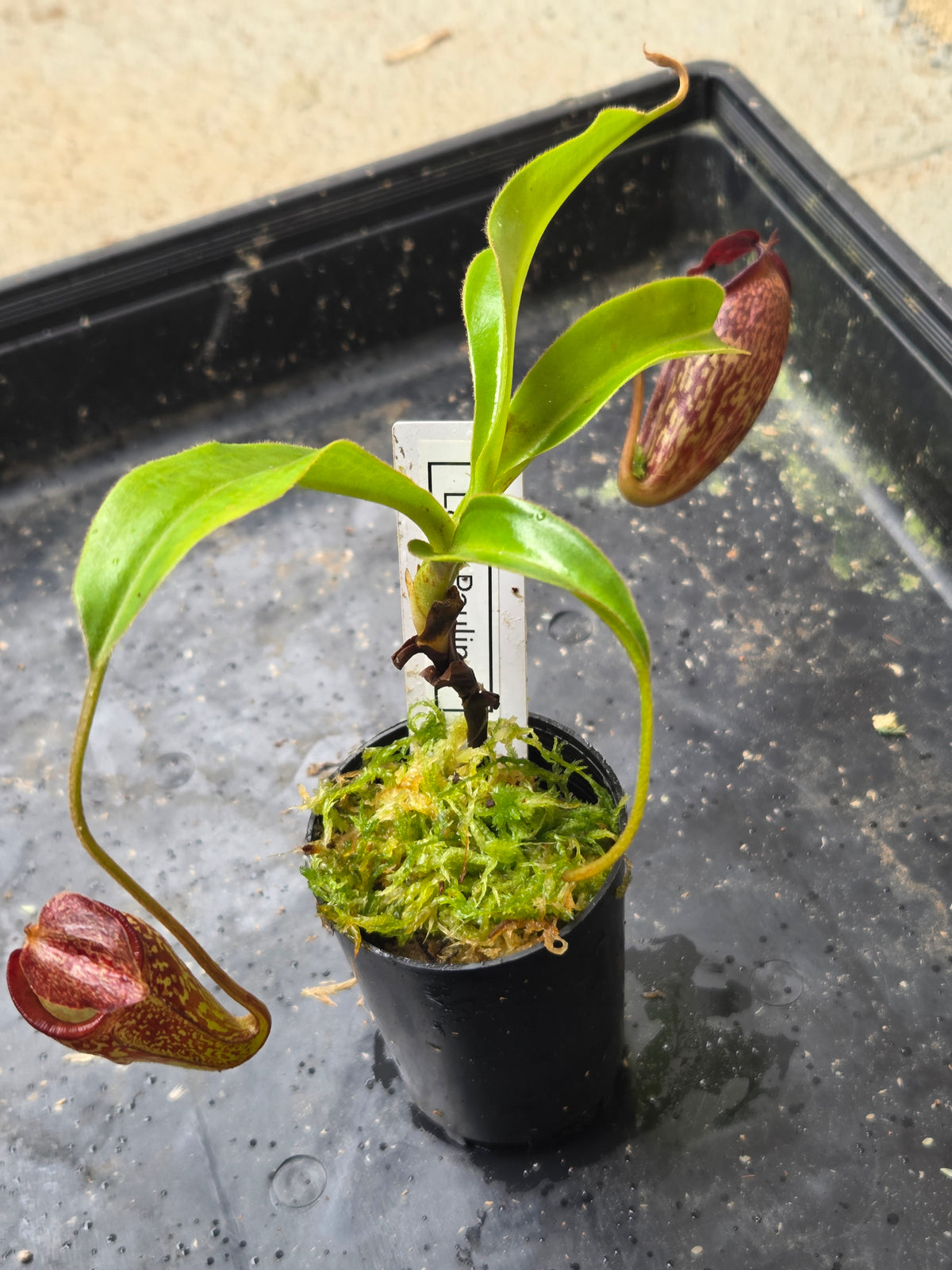Nepenthes 'Lady Pauline'