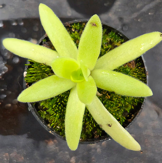 Pinguicula 'Hawkesbury'