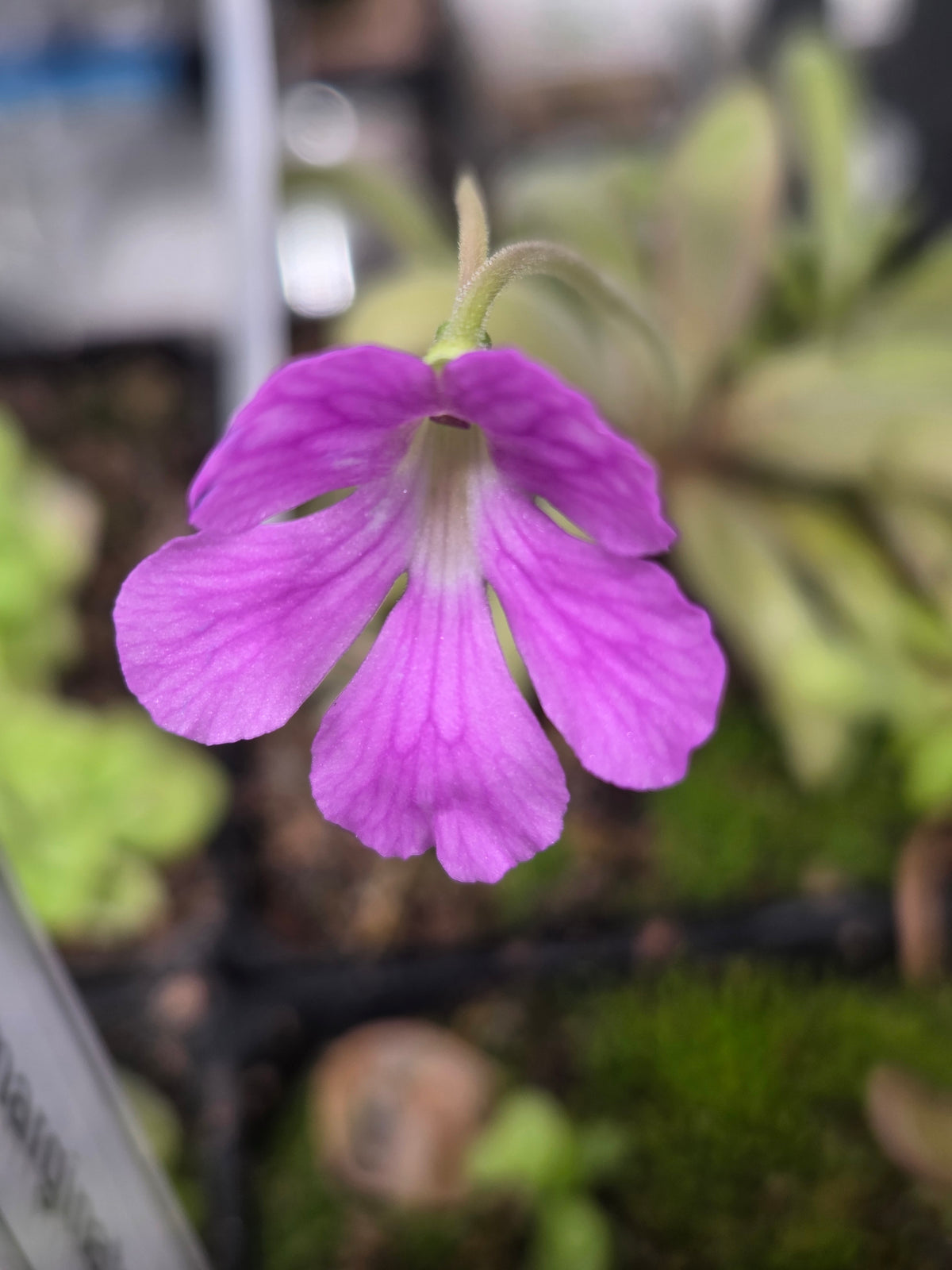 Pinguicula emarginata x moctezumae (Small)