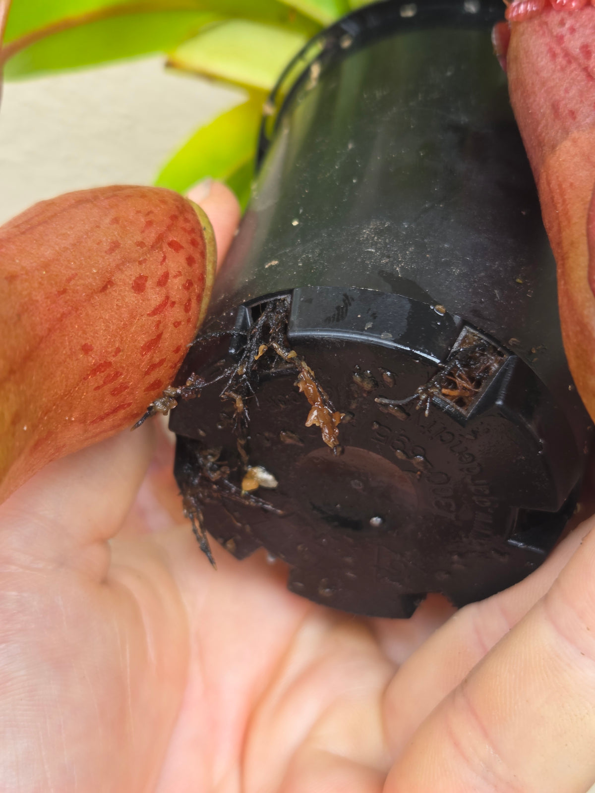 Nepenthes ventricosa 'Red'