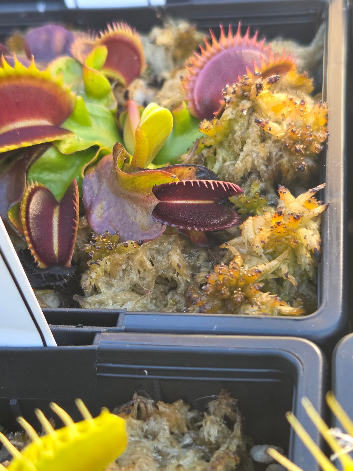 Dionaea muscipula "Wine Mouth"