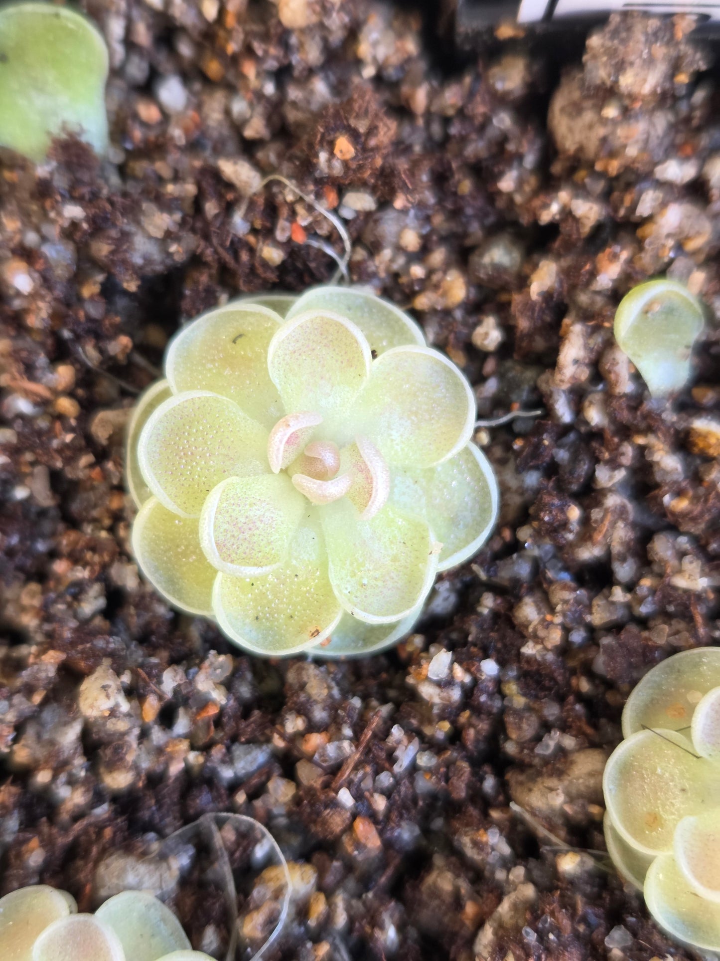 Pinguicula jaumavensis (Large)