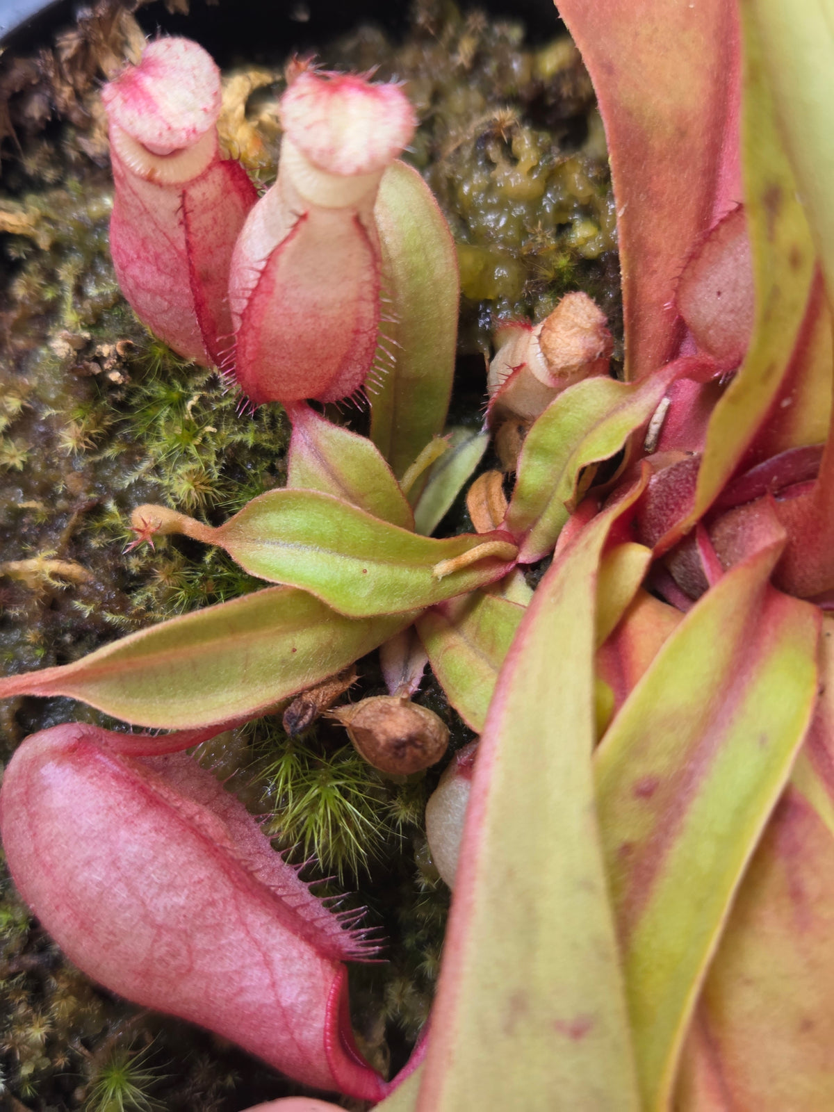 Nepenthes viking x ampullaria 'Black Miracle' - Medium