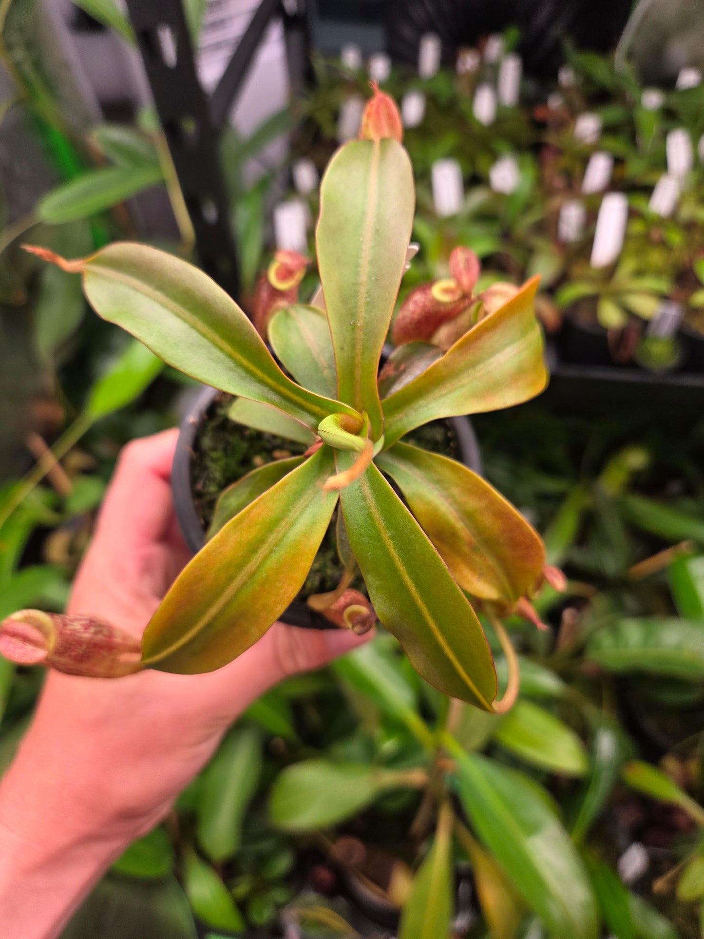 Nepenthes spectabilis x bongso BE - 3991