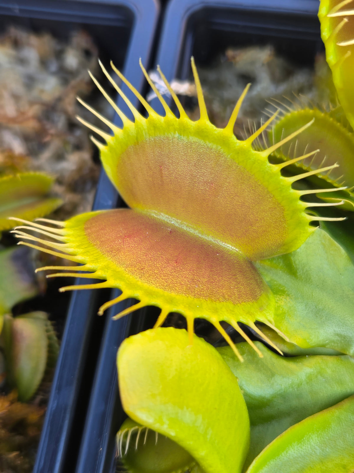 Dionaea muscipula "Typical"