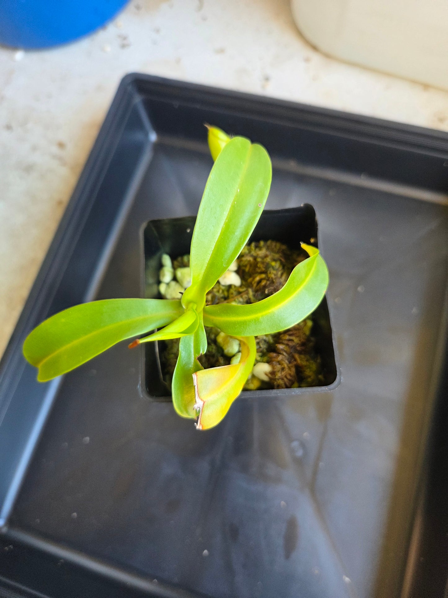 Nepenthes 'Ventrata'