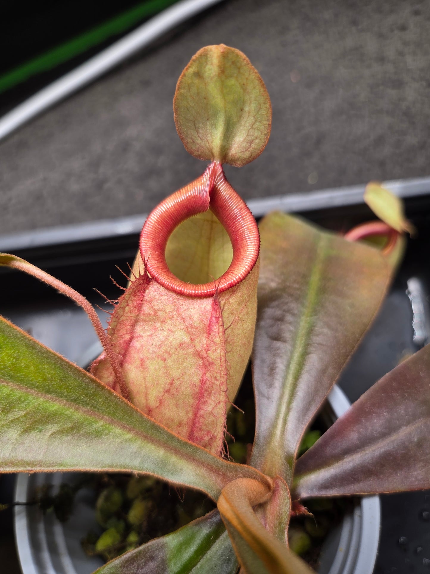 Nepenthes (viking x rafflesiana) x ampullaria