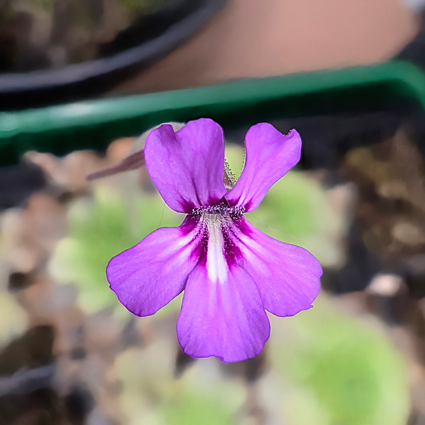 Pinguicula potosiensis