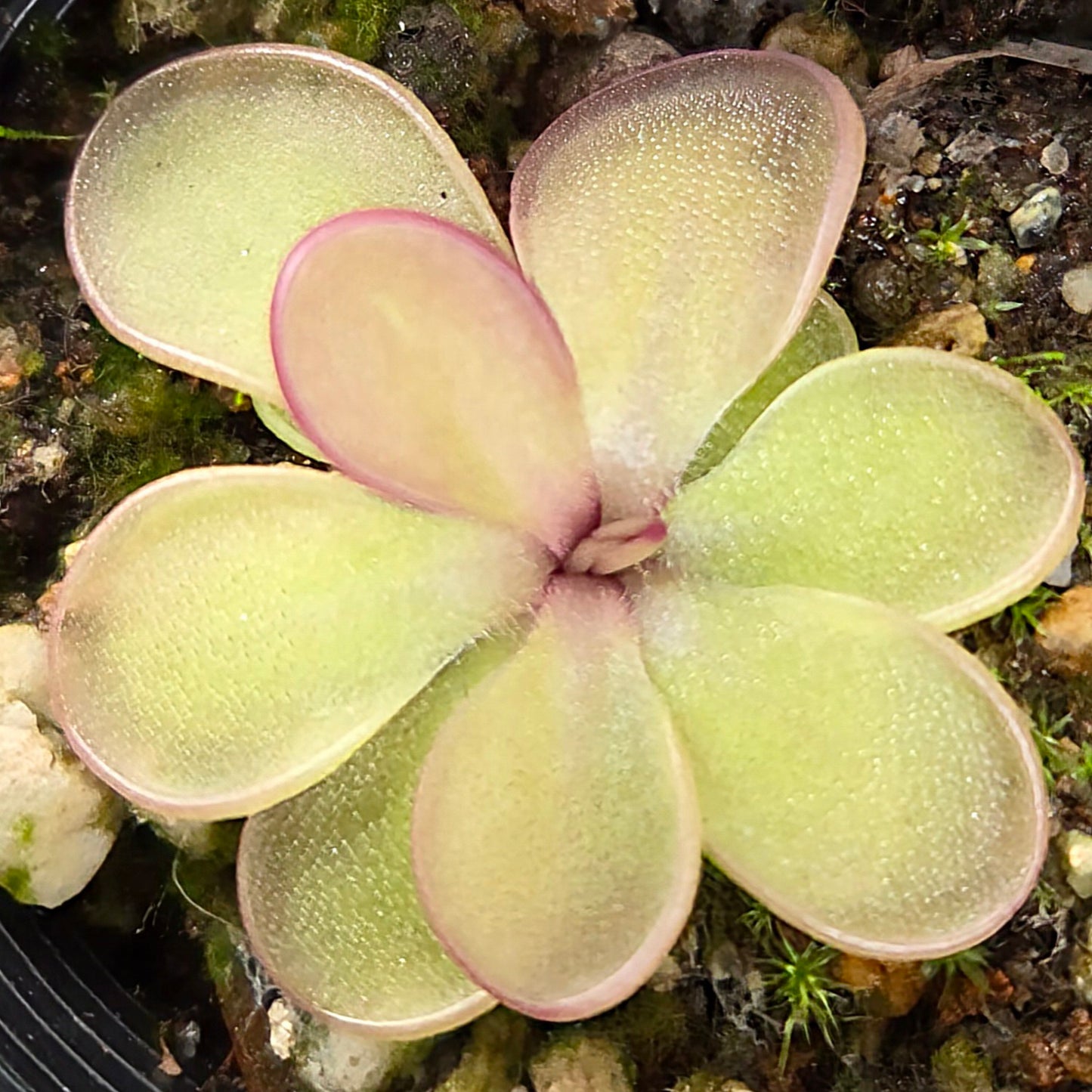 Pinguicula emarginata x hemiepiphytica