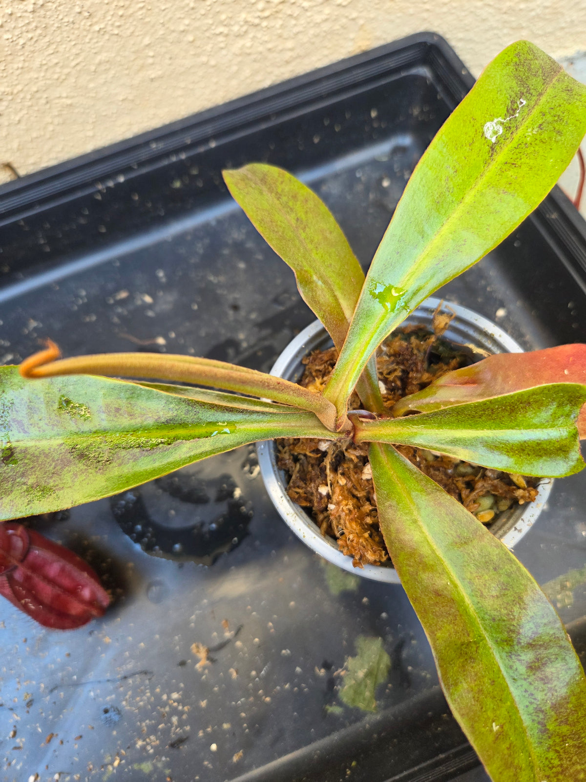 Nepenthes (viking x rafflesiana) x ampullaria (Medium)