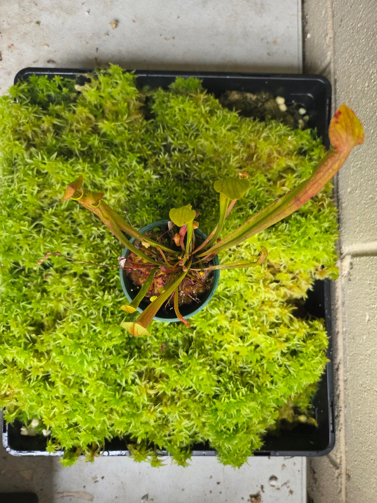 Sarracenia alata hybrid