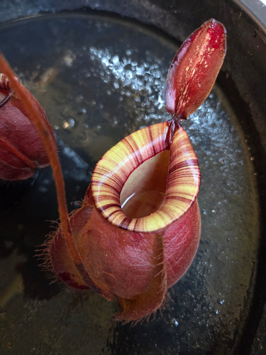 Nepenthes viking x ampullaria 'Black Miracle'