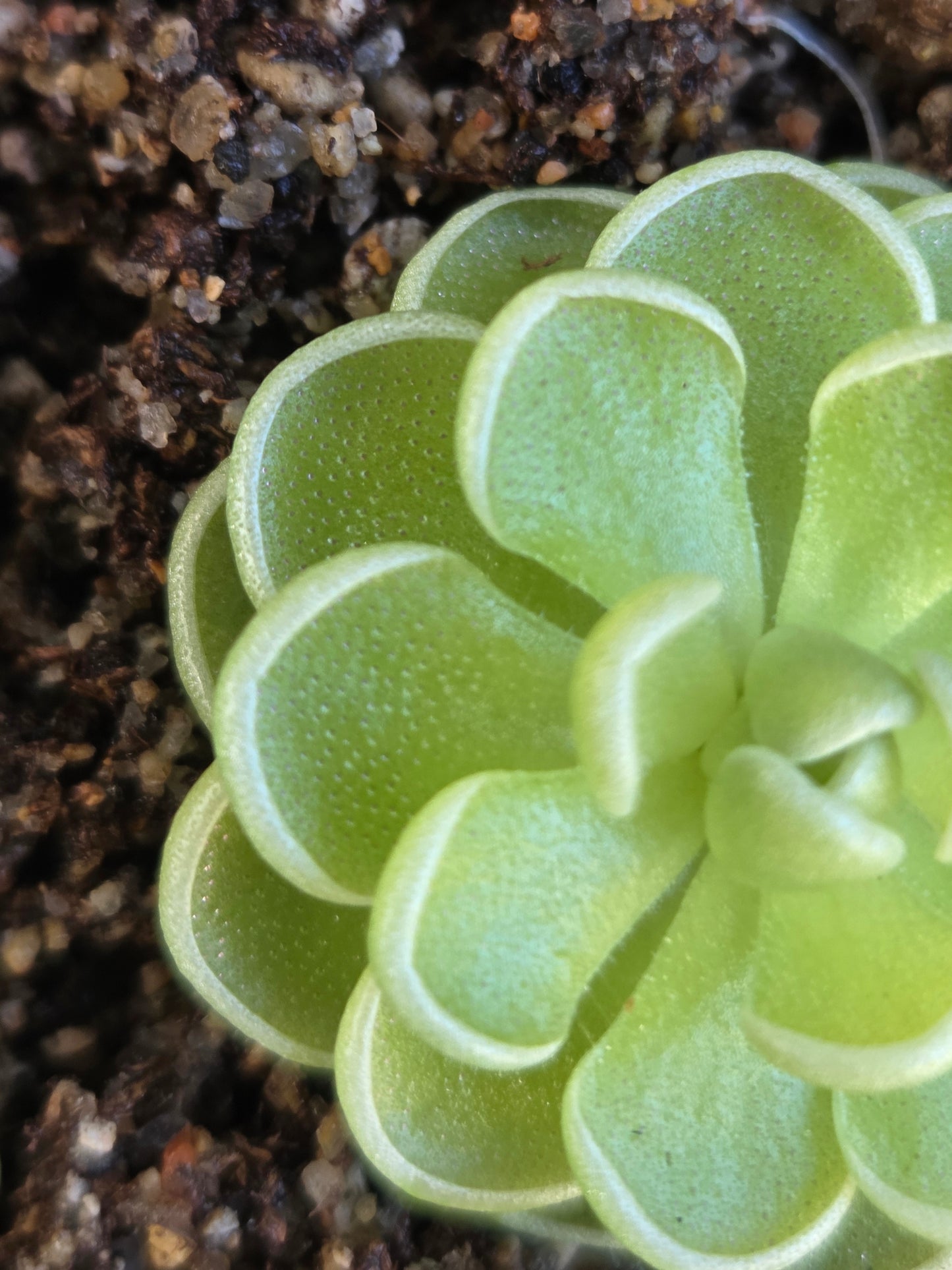 Pinguicula esseriana (Small)
