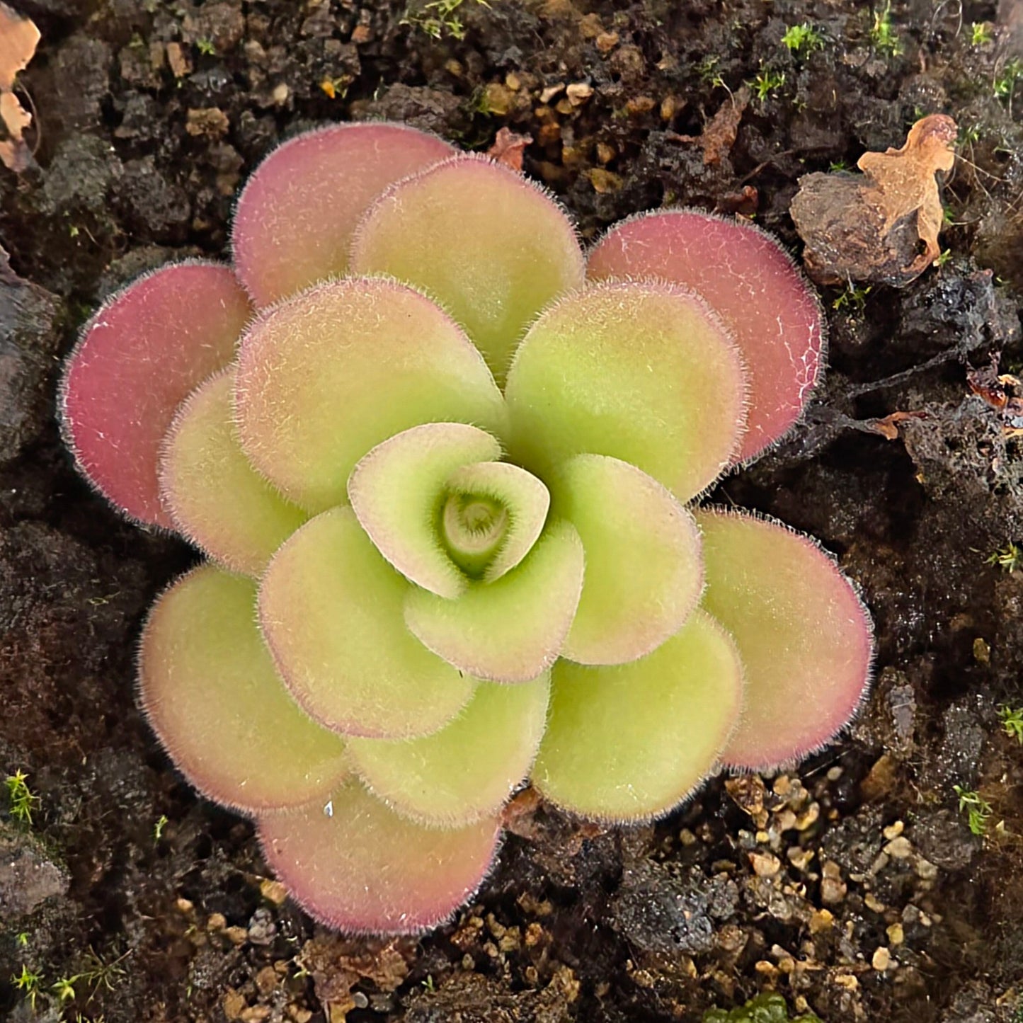 Pinguicula emarginata x gypsicola