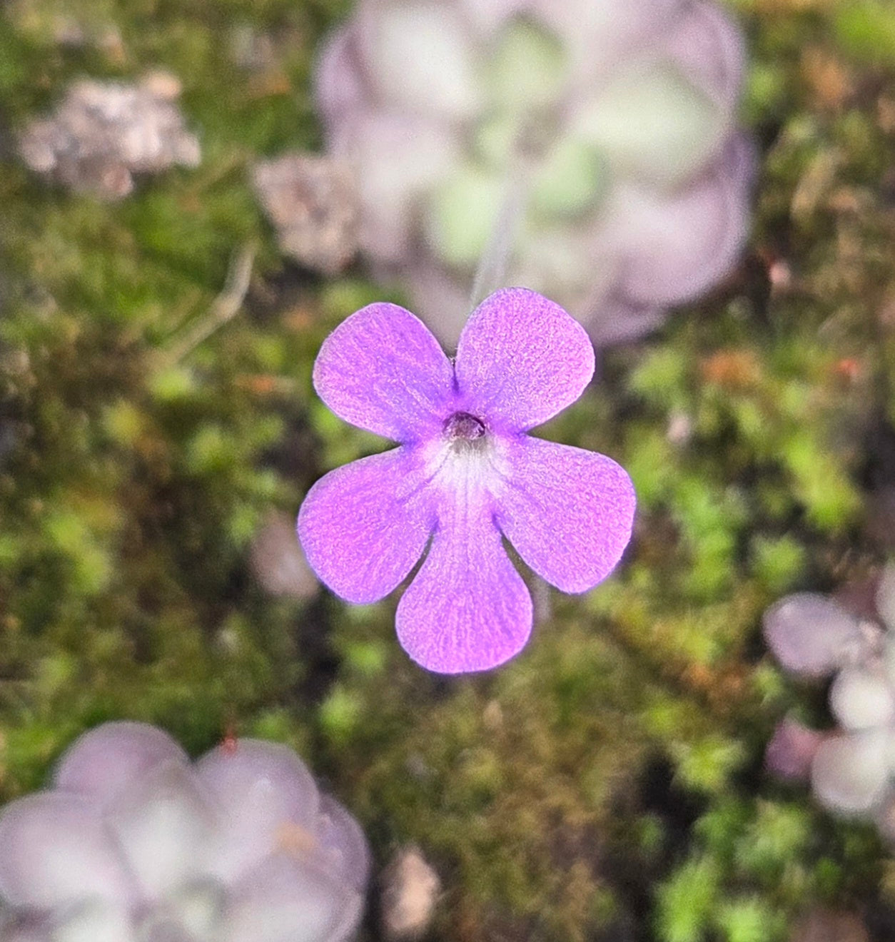 Pinguicula cyclosecta (Large)