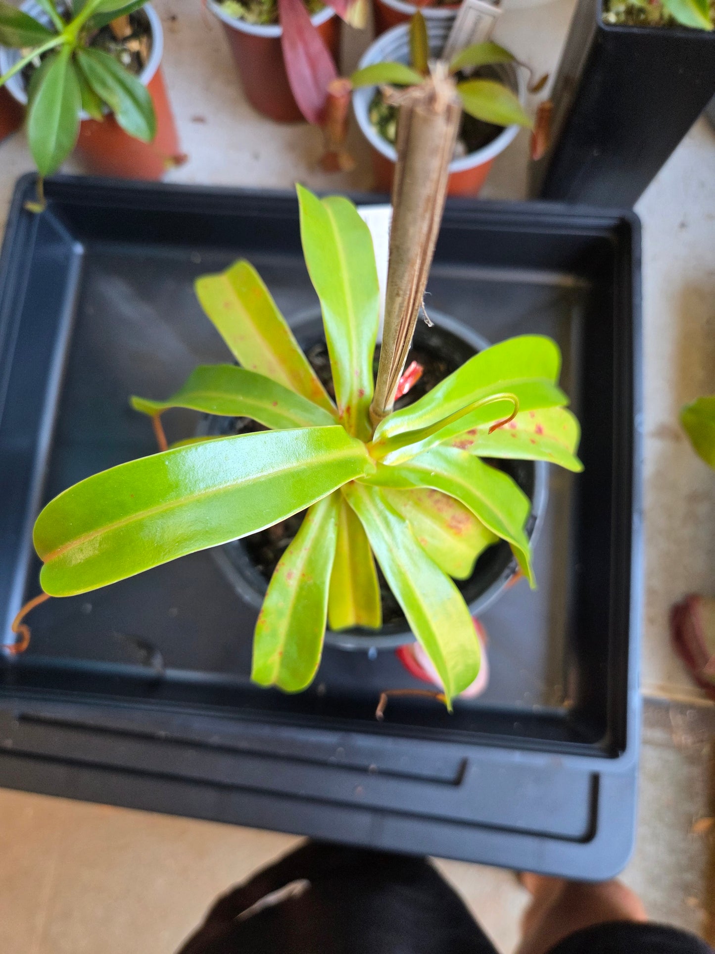 Nepenthes ventricosa ('Hot Lips')