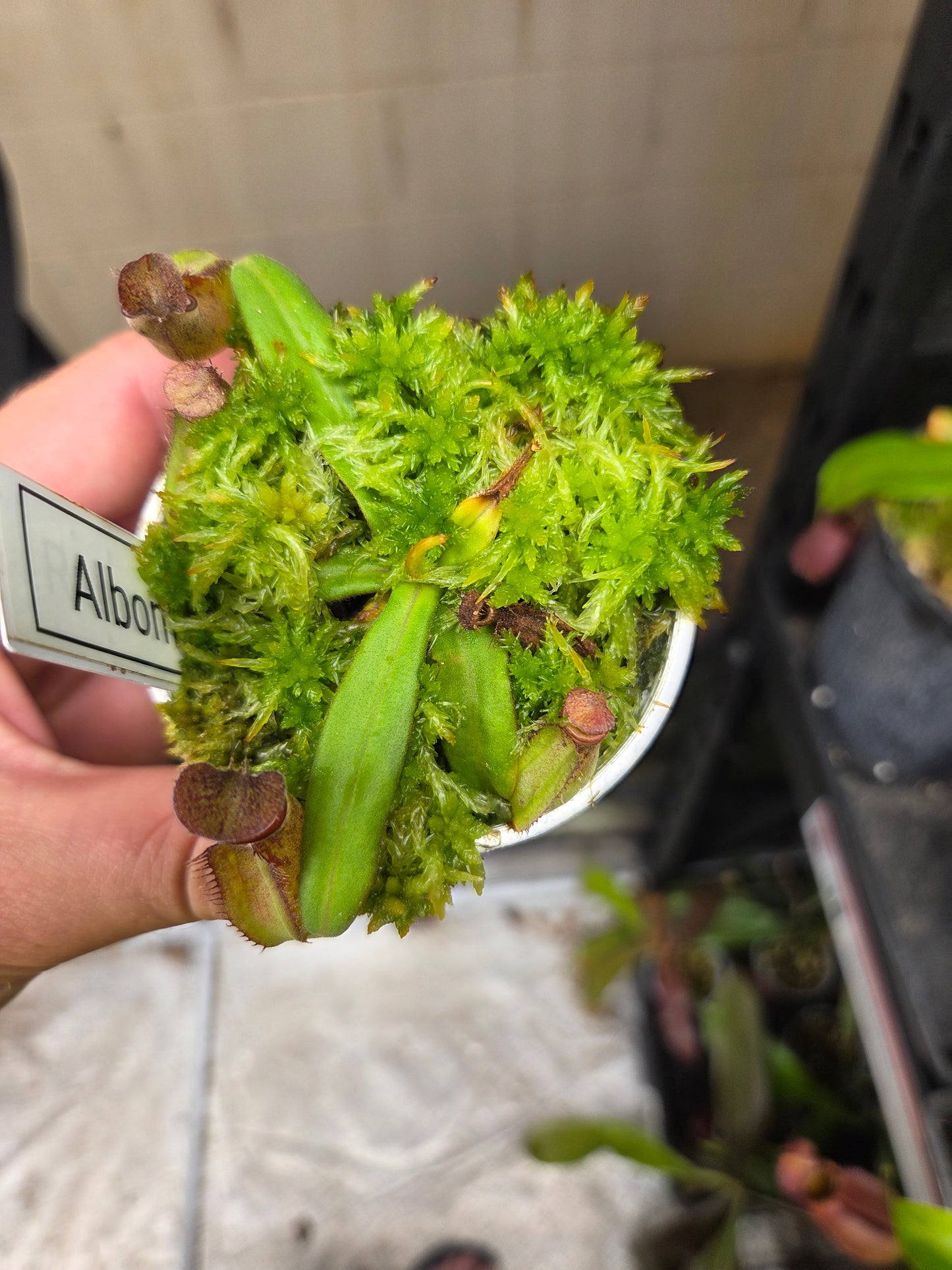 Nepenthes albomarginata