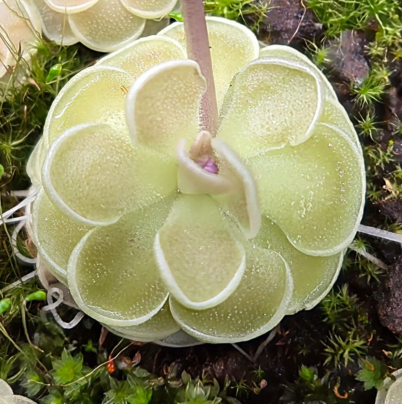 Pinguicula ehlersiae