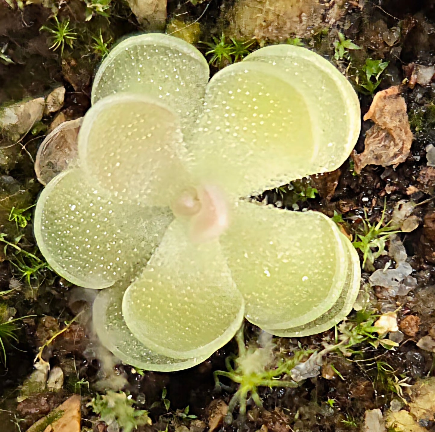 Pinguicula ehlersiae