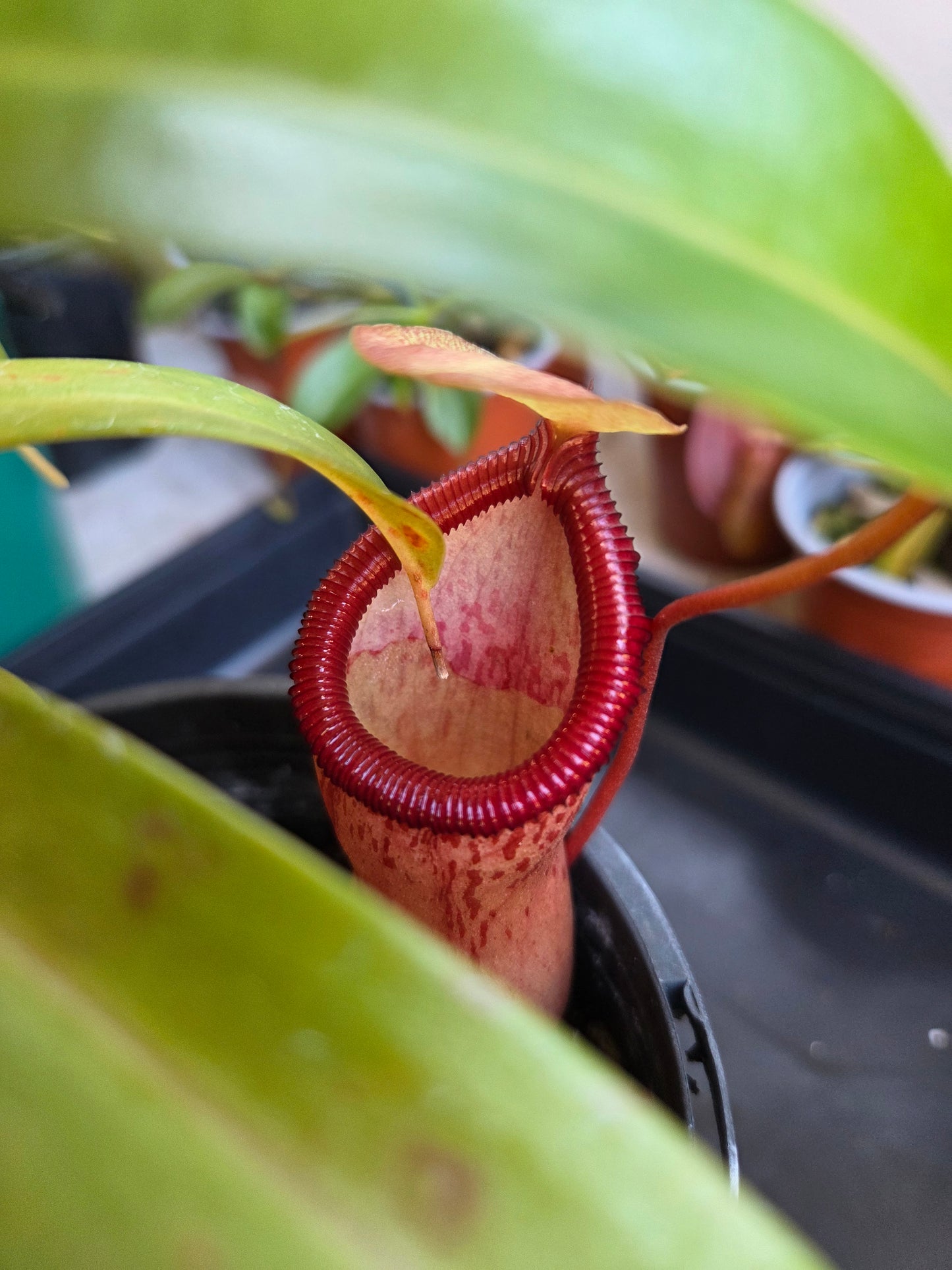 Nepenthes ventricosa ('Hot Lips')