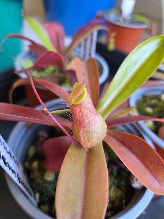 Nepenthes smilesii x ventricosa