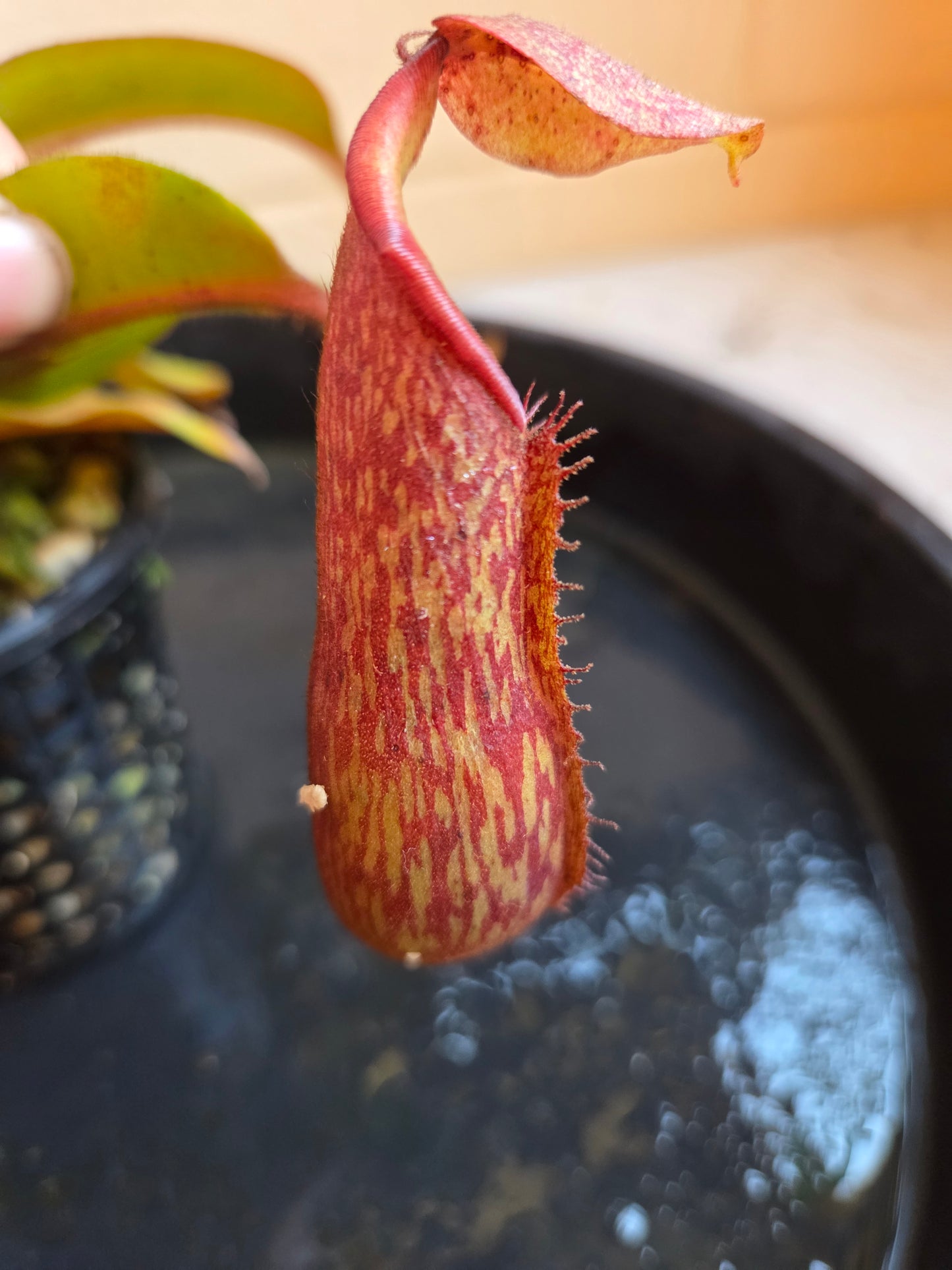 Nepenthes NOID