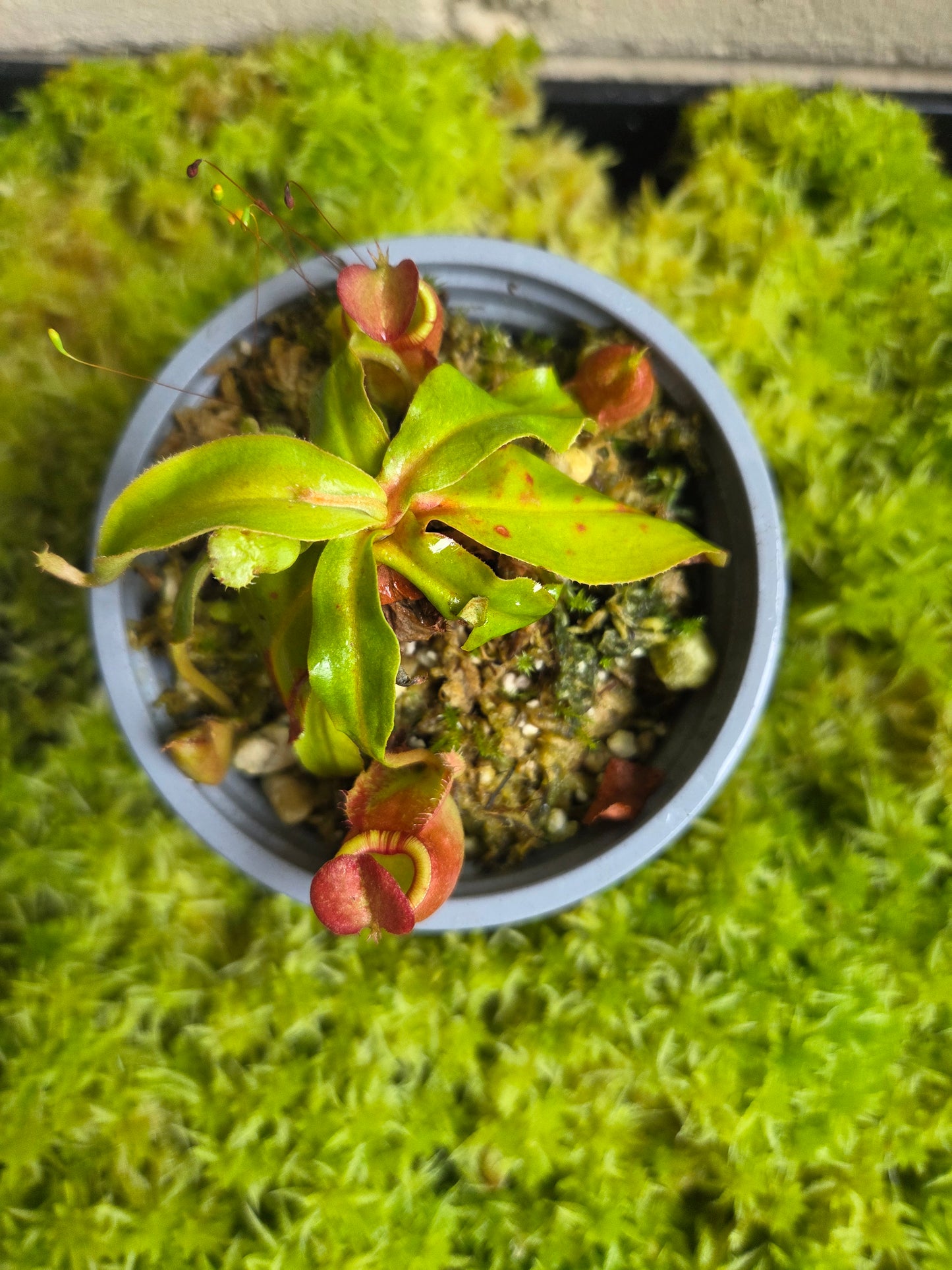 Nepenthes (viking x ampullaria) x (winged mirabilis x ampullaria)