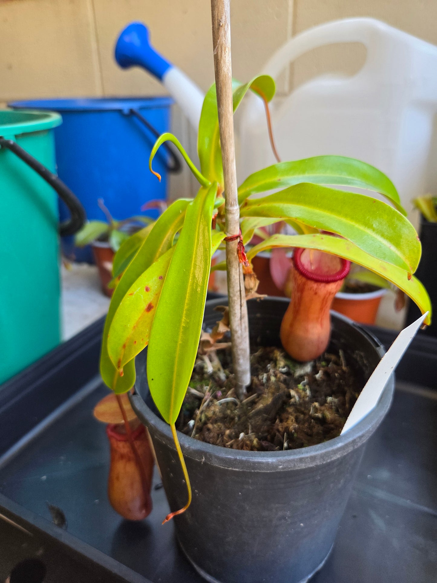 Nepenthes ventricosa ('Hot Lips')