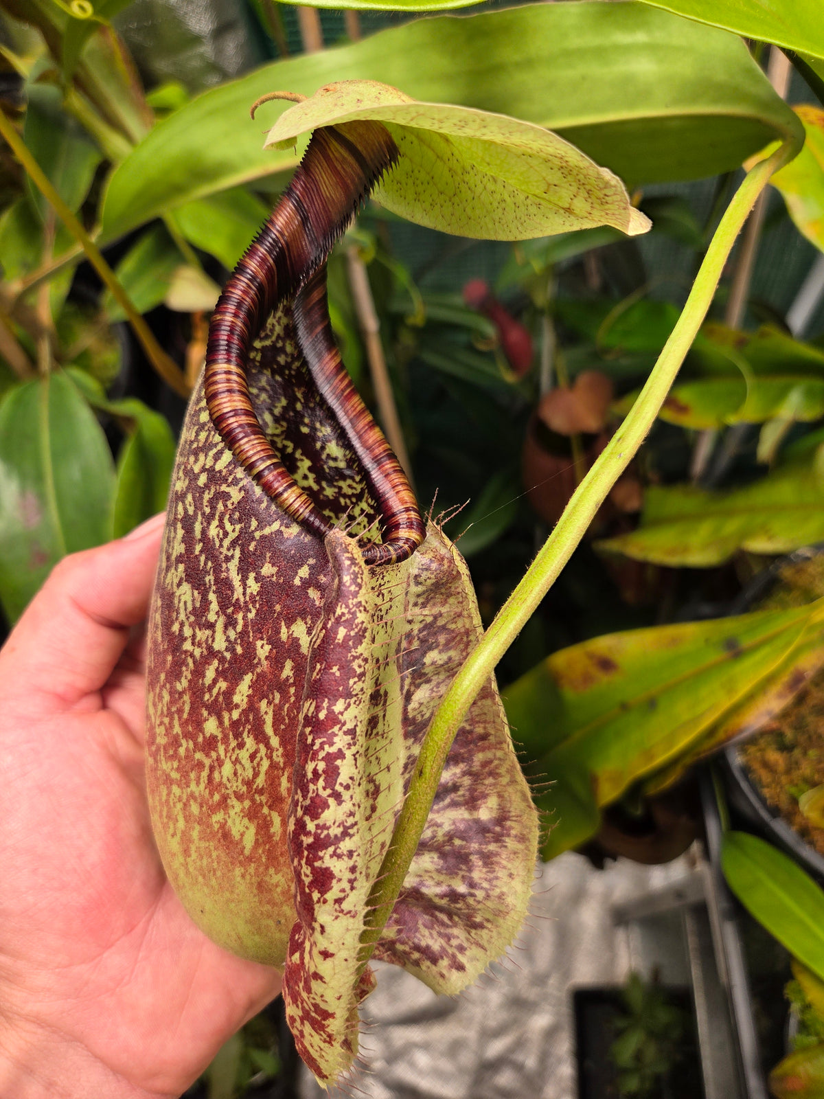 Nepenthes rafflesiana