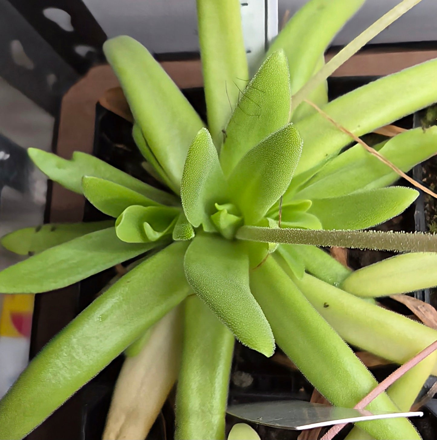 Pinguicula 'Hawkesbury'