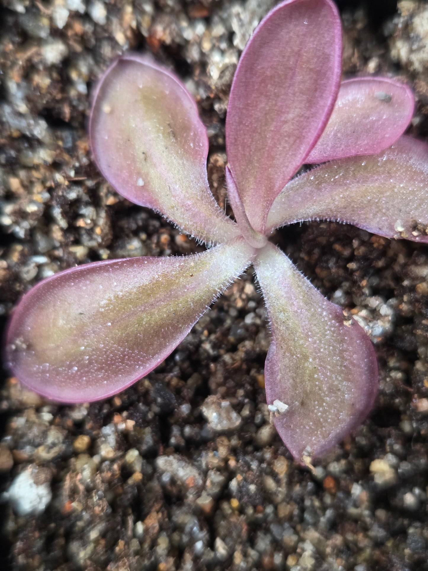 Pinguicula moranensis 'Sierra Mazatecus' (Small)